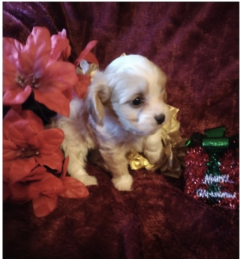 puppy, for, sale, Cav A Poo, Nationwide Puppies  , dog, breeder, New York, NY, dog-breeder, puppy-for-sale, forsale, nearby, find, puppyfind, locator, puppylocator, aca