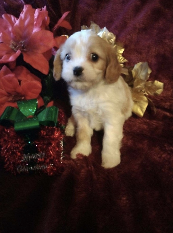 puppy, for, sale, Cav A Poo, Nationwide Puppies  , dog, breeder, New York, NY, dog-breeder, puppy-for-sale, forsale, nearby, find, puppyfind, locator, puppylocator, aca