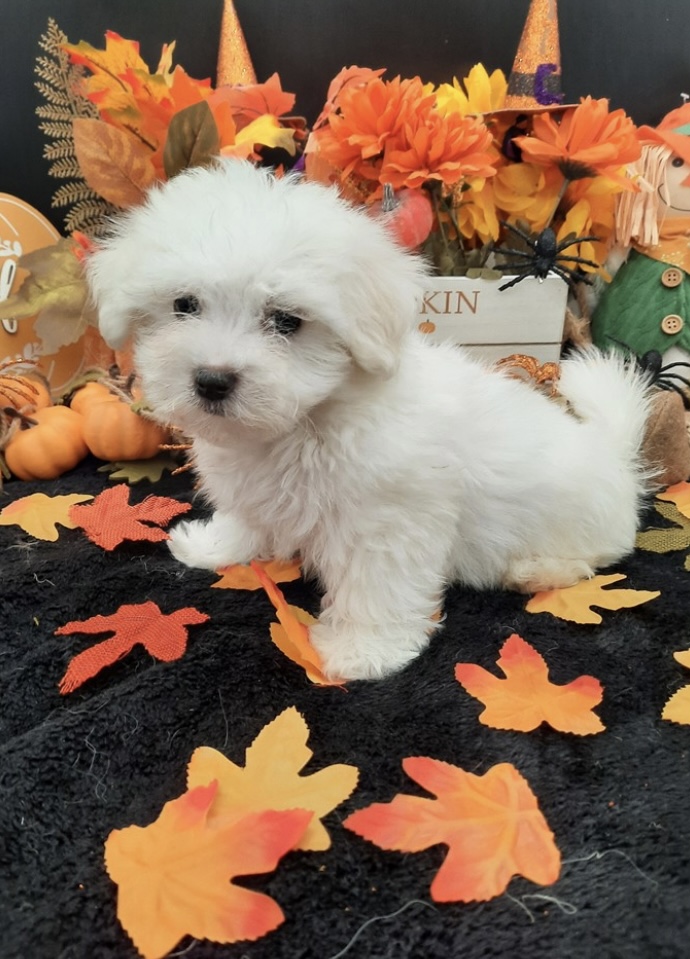 puppy, for, sale, Maltese , Nationwide Puppies  , dog, breeder, New York, NY, dog-breeder, puppy-for-sale, forsale, nearby, find, puppyfind, locator, puppylocator, aca