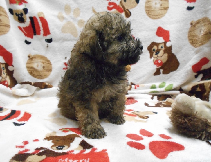 puppy, for, sale, Schnoodle, Nationwide Puppies  , dog, breeder, New York, NY, dog-breeder, puppy-for-sale, forsale, nearby, find, puppyfind, locator, puppylocator, aca