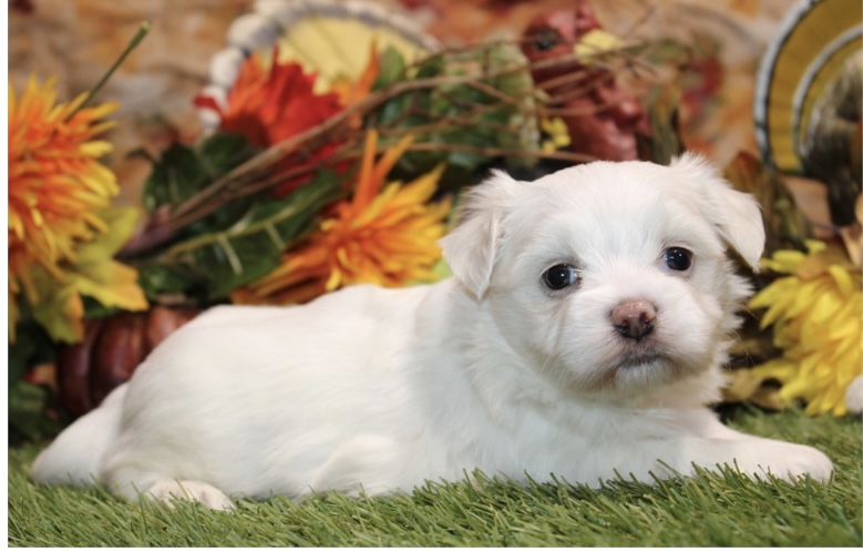 puppy, for, sale, Morki, Nationwide Puppies  , dog, breeder, New York, NY, dog-breeder, puppy-for-sale, forsale, nearby, find, puppyfind, locator, puppylocator, aca