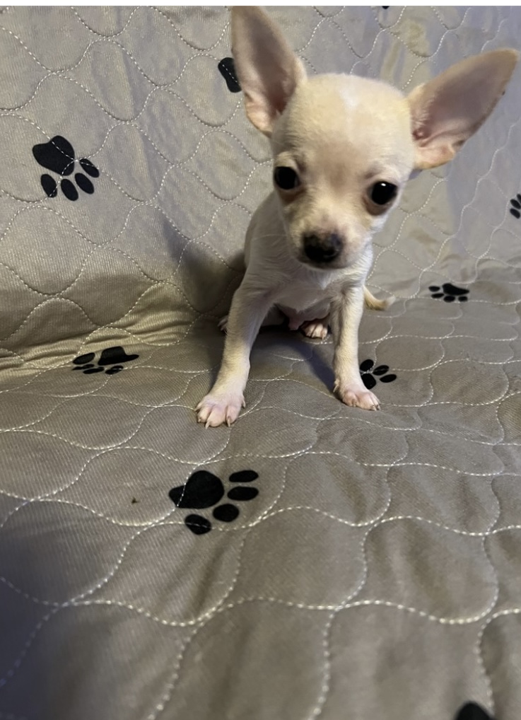 puppy, for, sale, Chihuahua , Nationwide Puppies  , dog, breeder, New York, NY, dog-breeder, puppy-for-sale, forsale, nearby, find, puppyfind, locator, puppylocator, aca