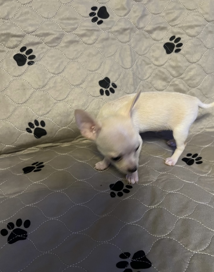 puppy, for, sale, Chihuahua , Nationwide Puppies  , dog, breeder, New York, NY, dog-breeder, puppy-for-sale, forsale, nearby, find, puppyfind, locator, puppylocator, aca