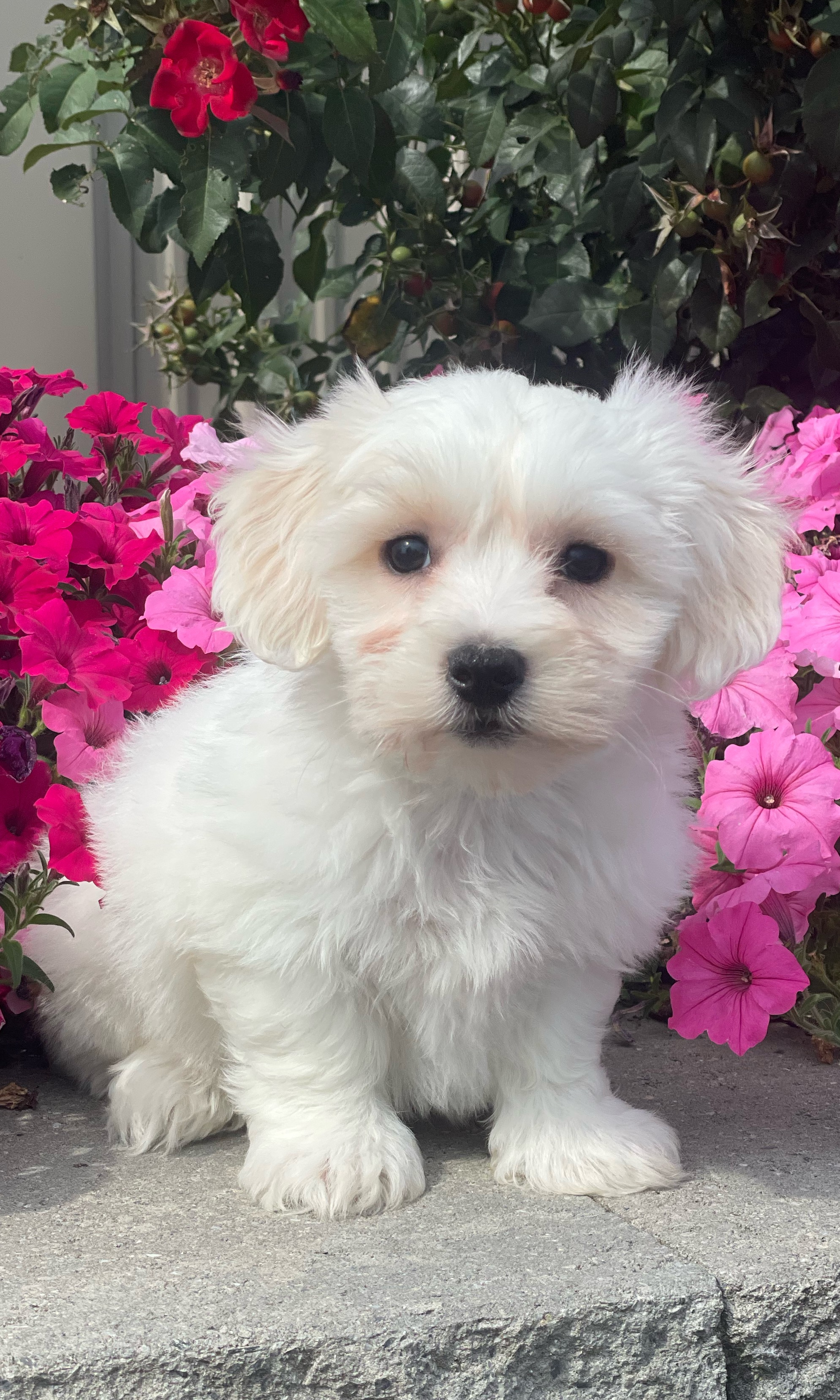 puppy, for, sale, Coton de Tulear, Curtis  Martin, dog, breeder, Seneca Falls, NY, dog-breeder, puppy-for-sale, forsale, nearby, find, puppyfind, locator, puppylocator, aca