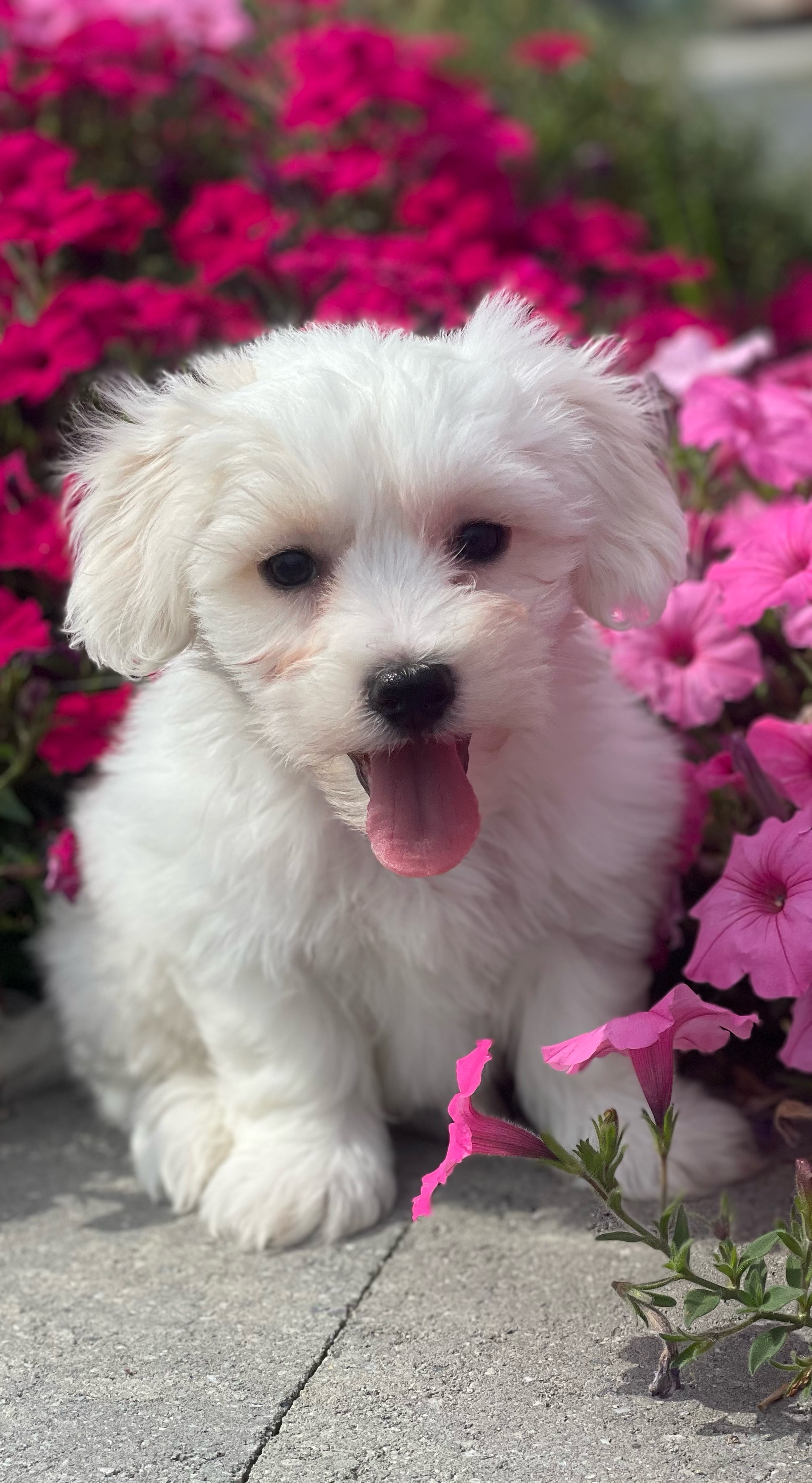 puppy, for, sale, Coton de Tulear, Curtis  Martin, dog, breeder, Seneca Falls, NY, dog-breeder, puppy-for-sale, forsale, nearby, find, puppyfind, locator, puppylocator, aca