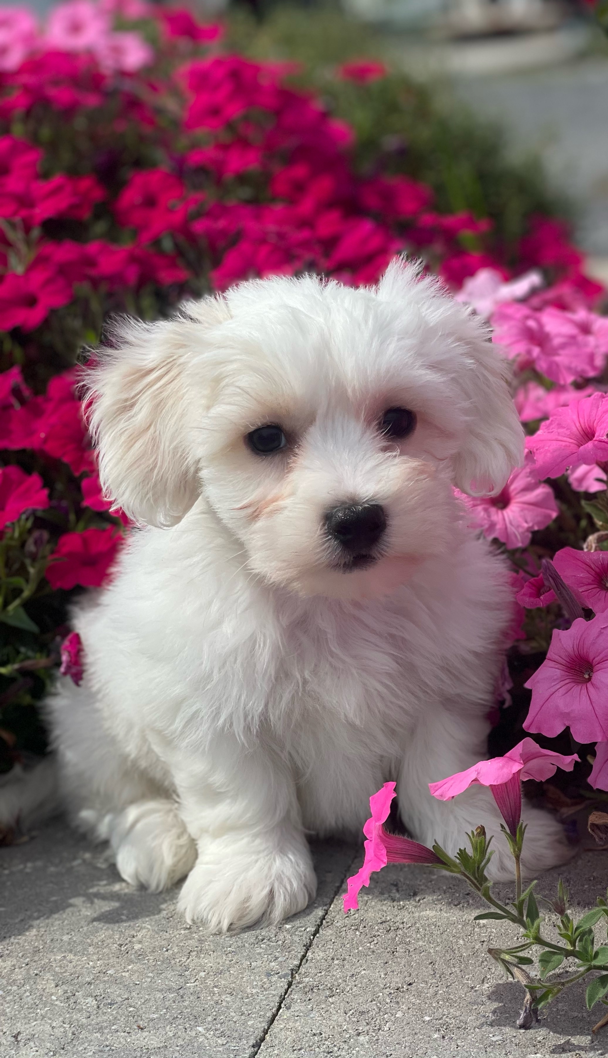 puppy, for, sale, Coton de Tulear, Curtis  Martin, dog, breeder, Seneca Falls, NY, dog-breeder, puppy-for-sale, forsale, nearby, find, puppyfind, locator, puppylocator, aca