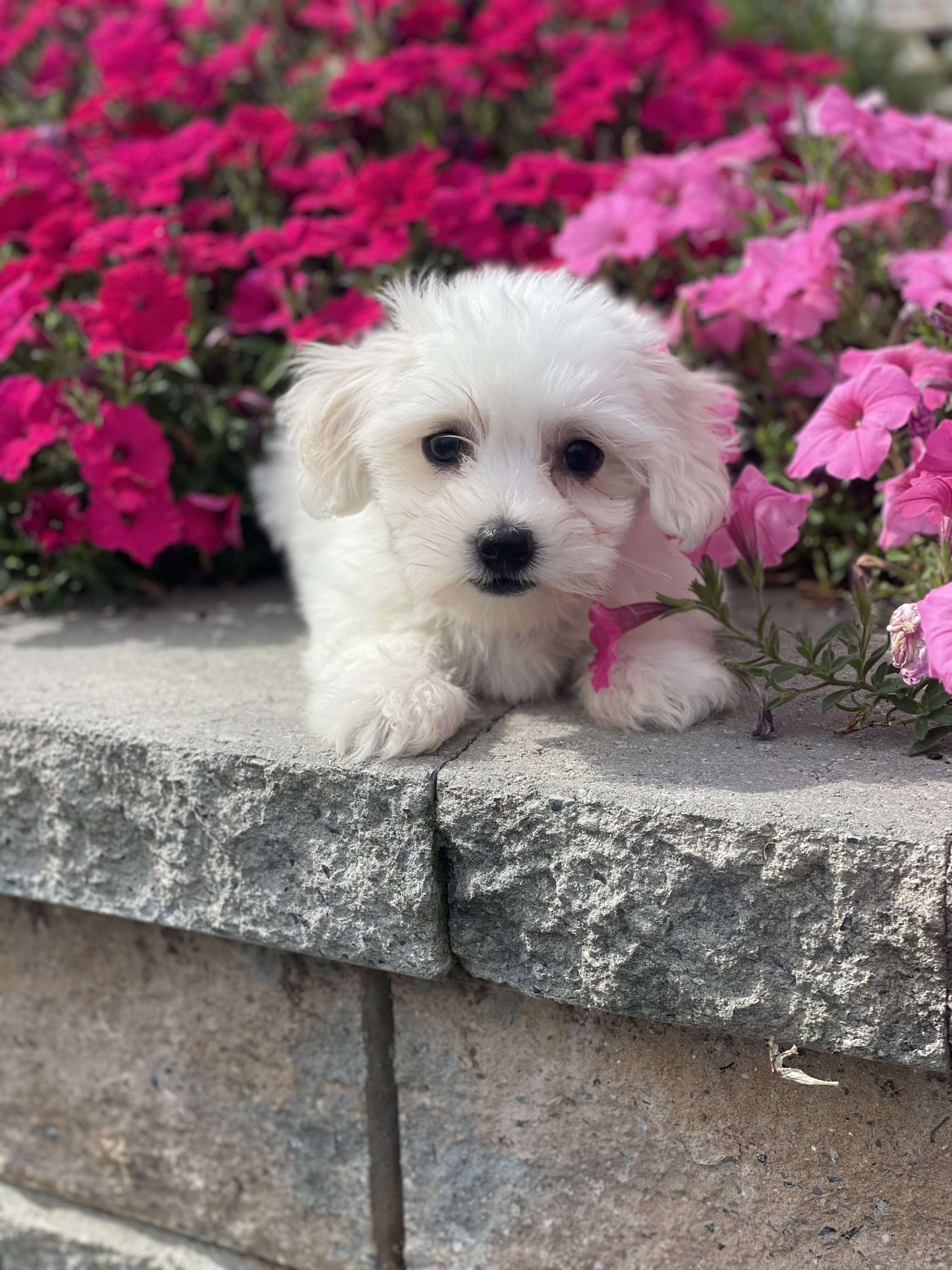 puppy, for, sale, Coton de Tulear, Curtis  Martin, dog, breeder, Seneca Falls, NY, dog-breeder, puppy-for-sale, forsale, nearby, find, puppyfind, locator, puppylocator, aca