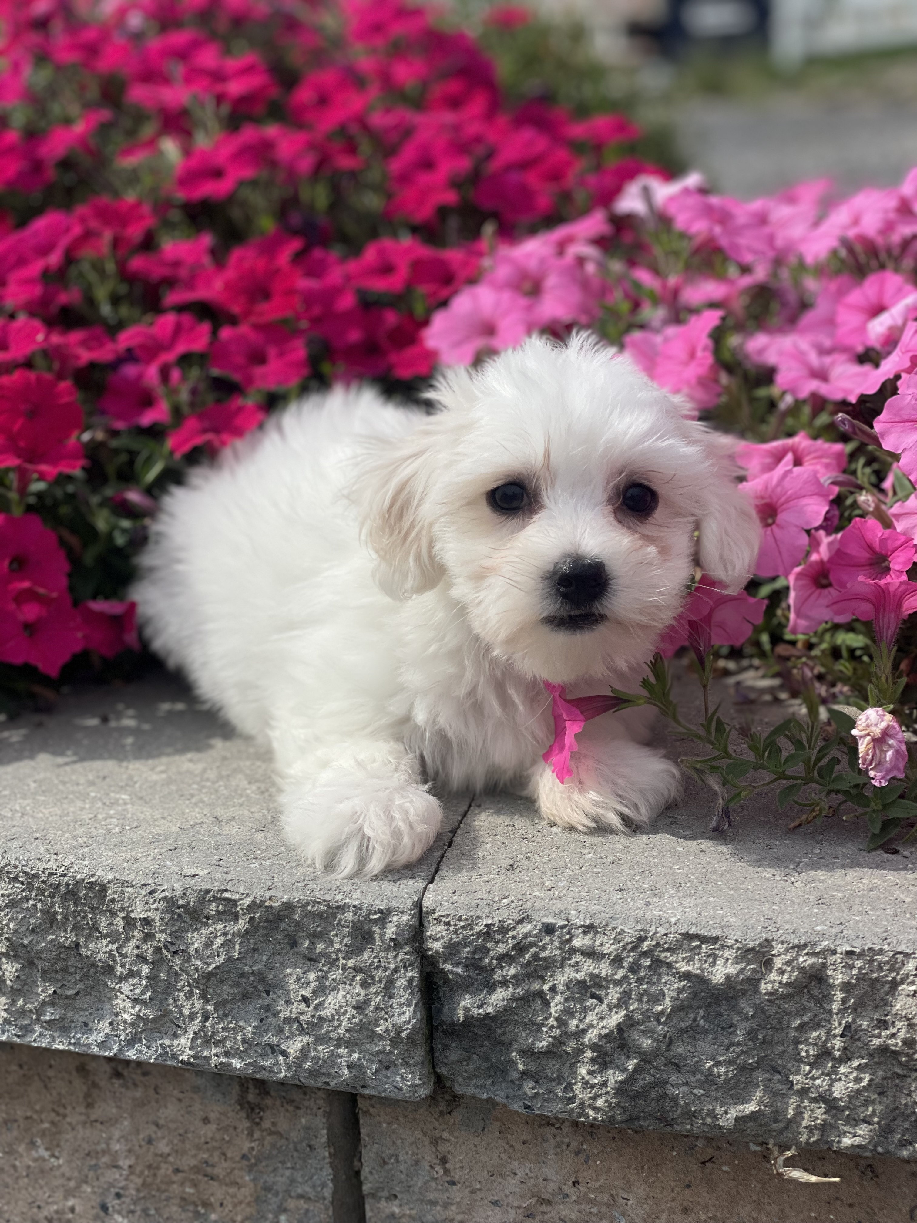 puppy, for, sale, Coton de Tulear, Curtis  Martin, dog, breeder, Seneca Falls, NY, dog-breeder, puppy-for-sale, forsale, nearby, find, puppyfind, locator, puppylocator, aca