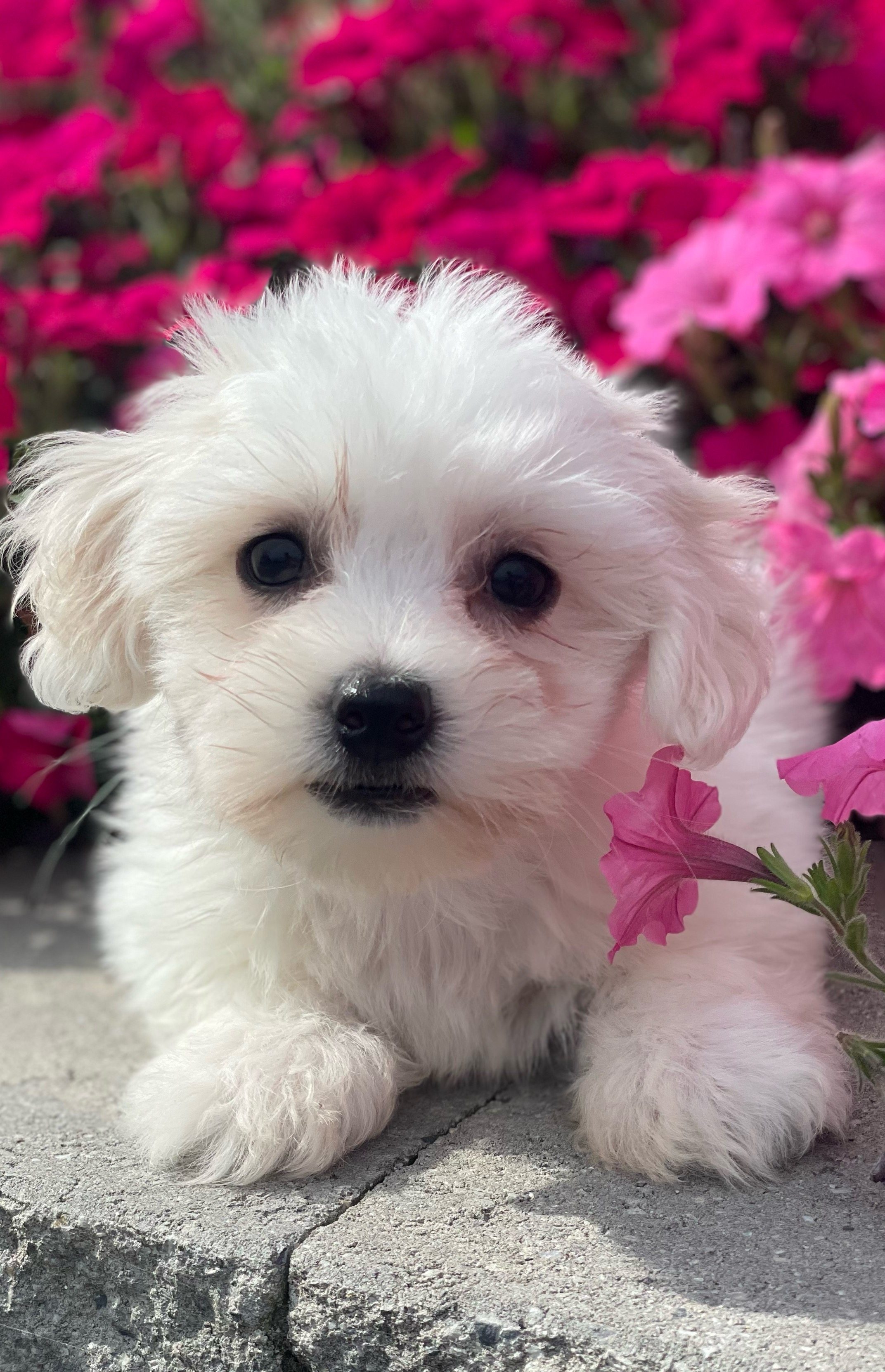 puppy, for, sale, Coton de Tulear, Curtis  Martin, dog, breeder, Seneca Falls, NY, dog-breeder, puppy-for-sale, forsale, nearby, find, puppyfind, locator, puppylocator, aca