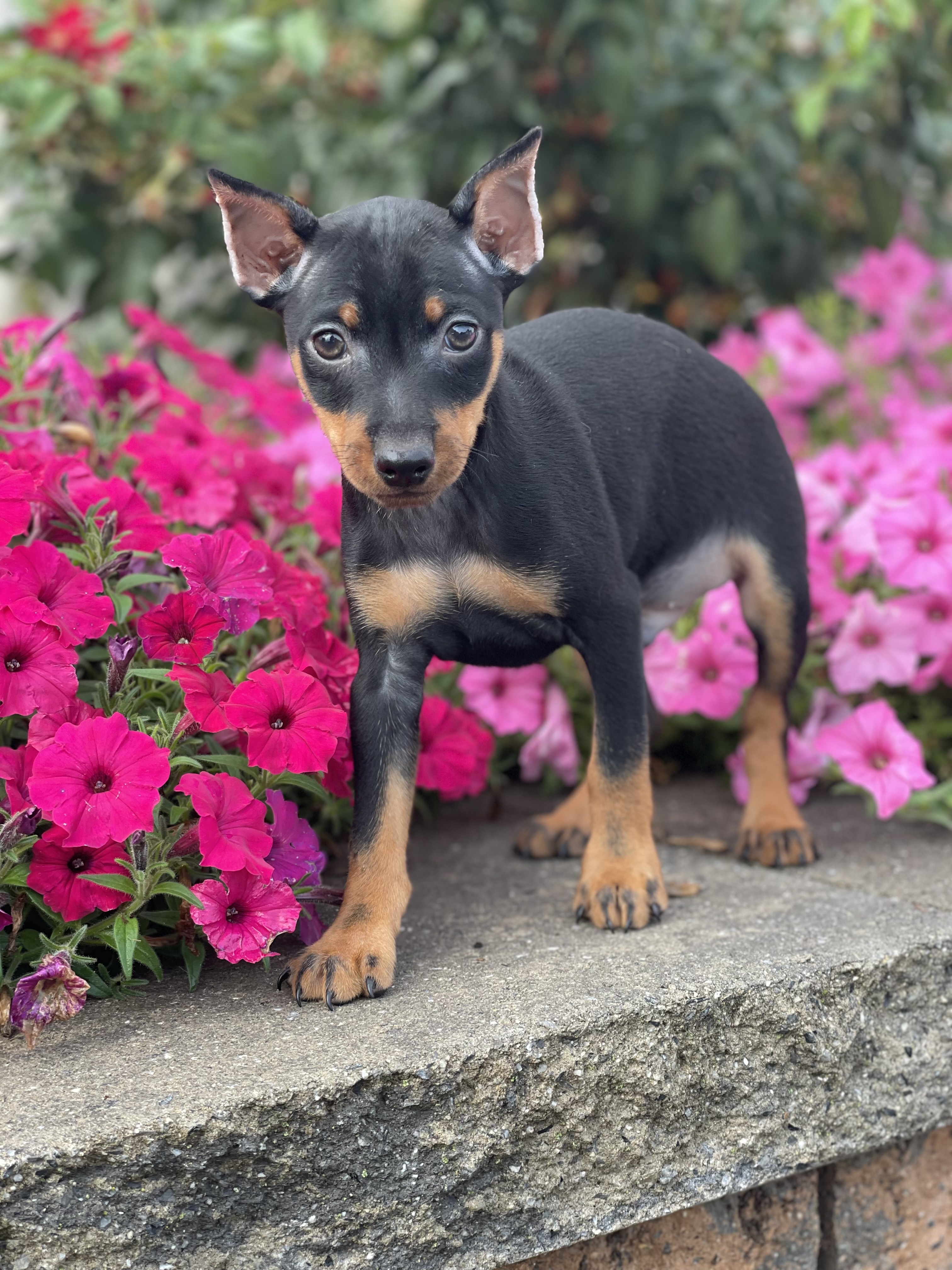 puppy, for, sale, Miniature Pinscher, Curtis  Martin, dog, breeder, Seneca Falls, NY, dog-breeder, puppy-for-sale, forsale, nearby, find, puppyfind, locator, puppylocator, aca