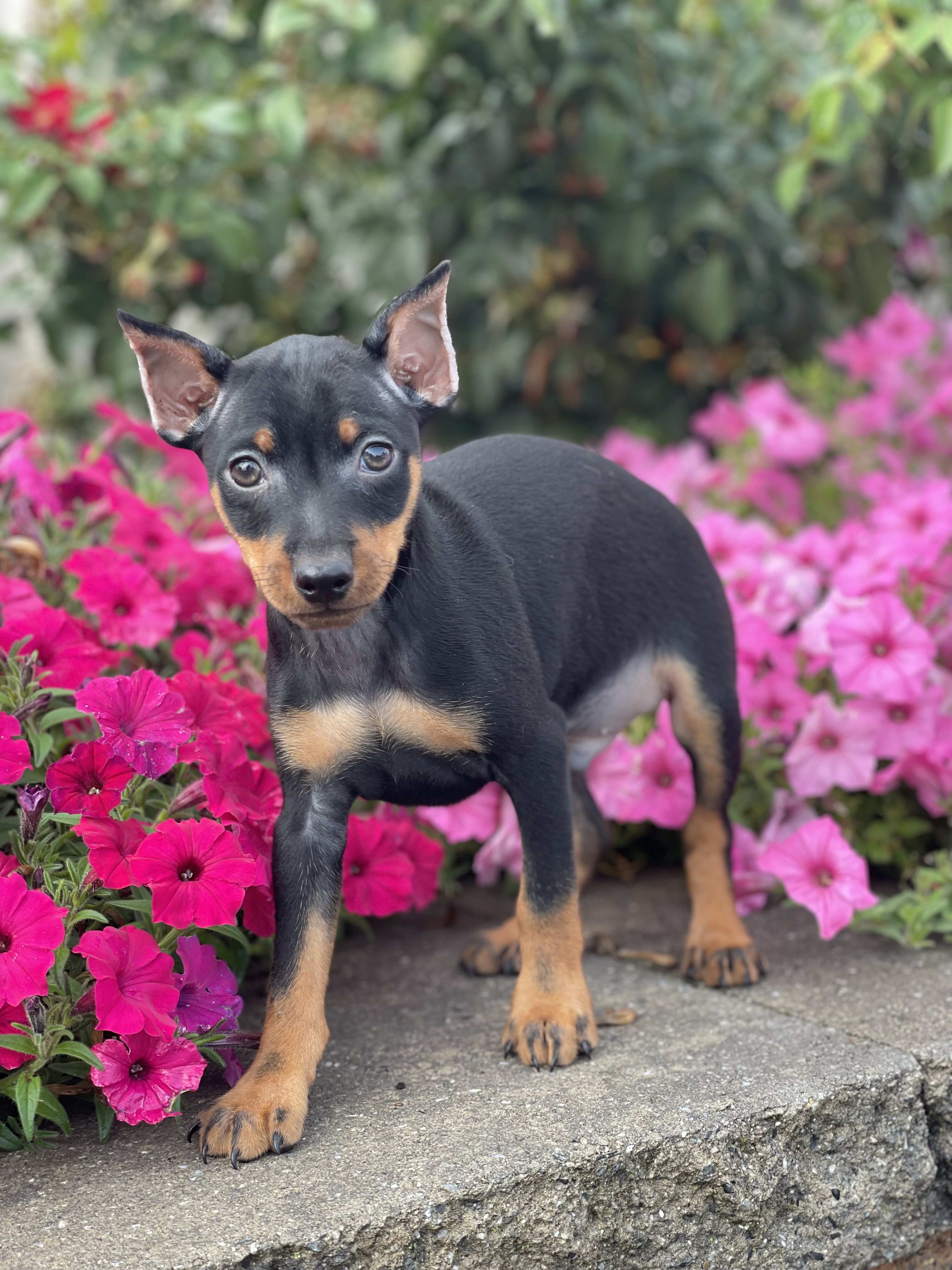 puppy, for, sale, Miniature Pinscher, Curtis  Martin, dog, breeder, Seneca Falls, NY, dog-breeder, puppy-for-sale, forsale, nearby, find, puppyfind, locator, puppylocator, aca