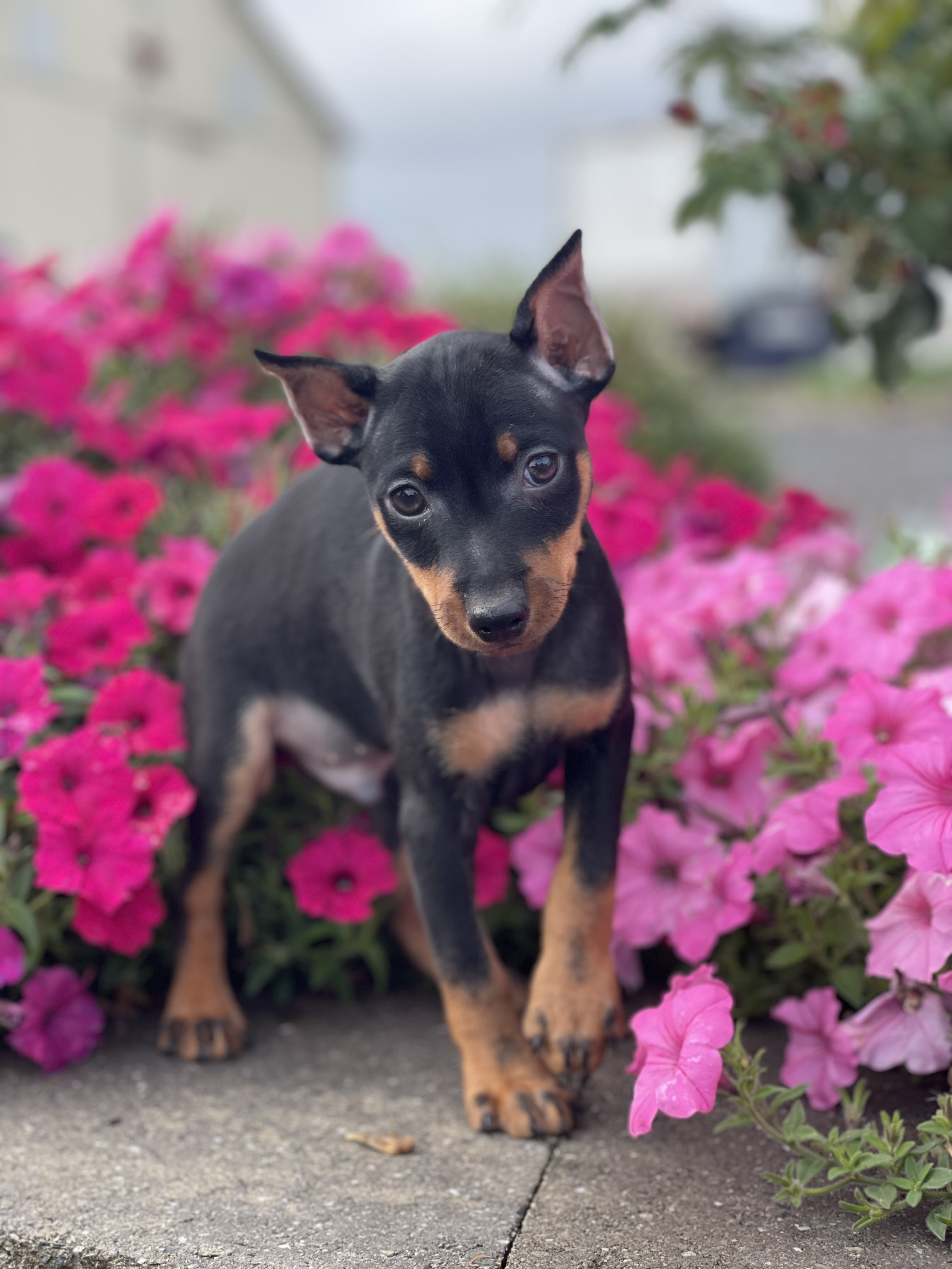 puppy, for, sale, Miniature Pinscher, Curtis  Martin, dog, breeder, Seneca Falls, NY, dog-breeder, puppy-for-sale, forsale, nearby, find, puppyfind, locator, puppylocator, aca