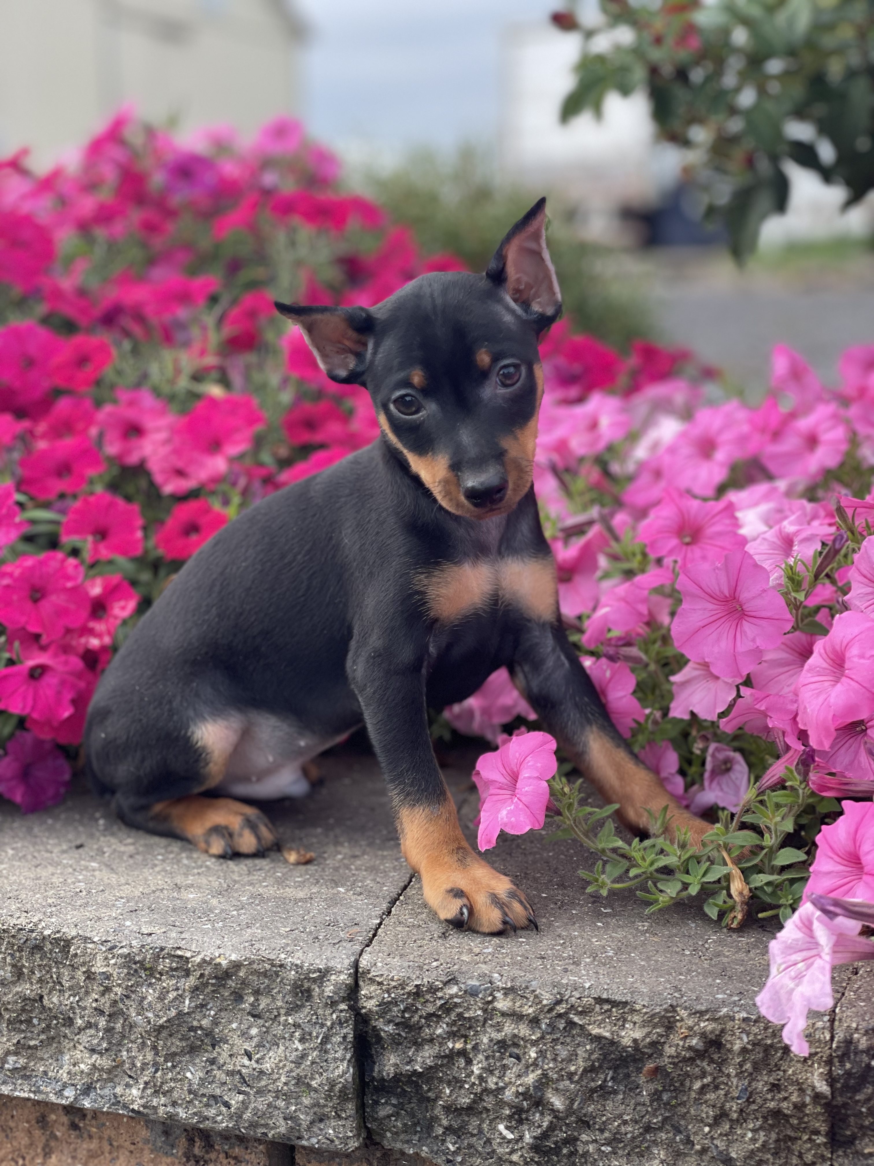 puppy, for, sale, Miniature Pinscher, Curtis  Martin, dog, breeder, Seneca Falls, NY, dog-breeder, puppy-for-sale, forsale, nearby, find, puppyfind, locator, puppylocator, aca