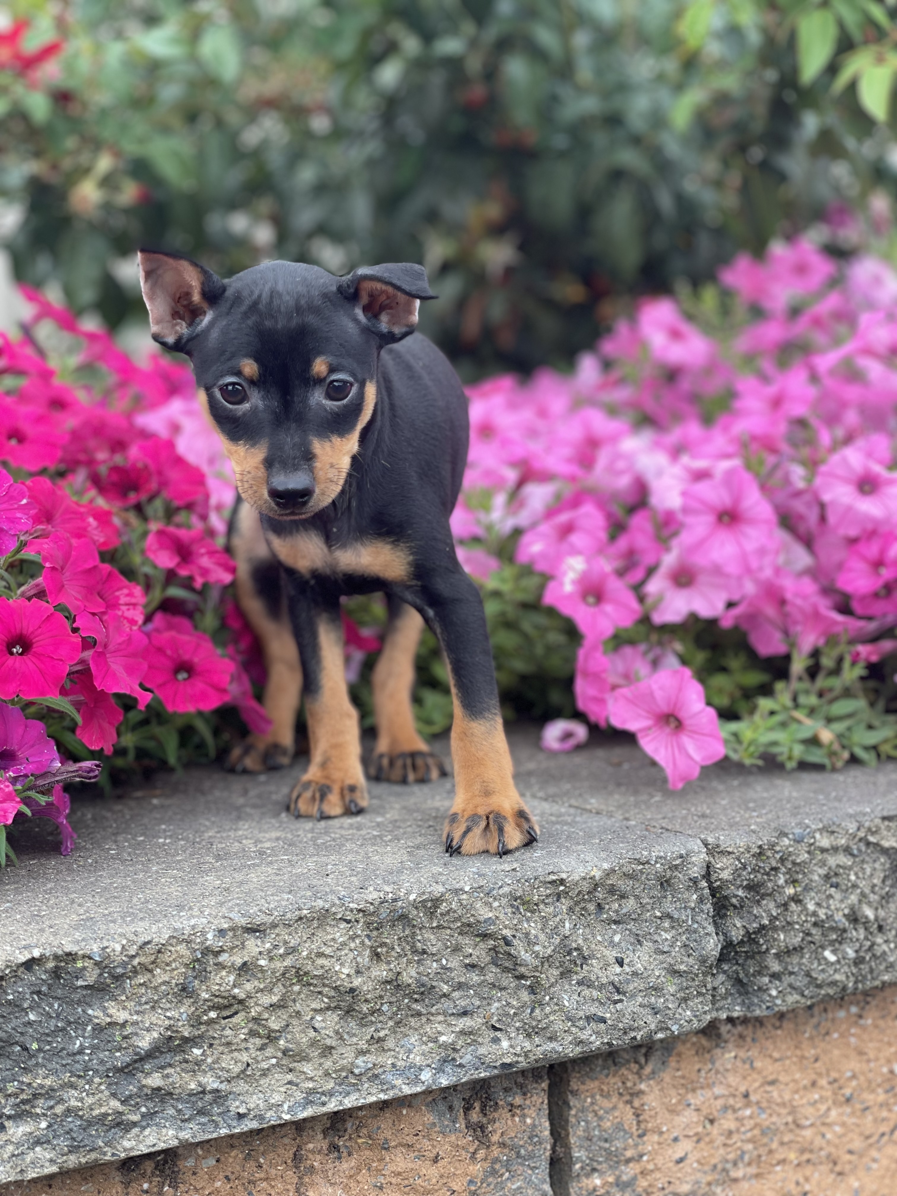 puppy, for, sale, Miniature Pinscher, Curtis  Martin, dog, breeder, Seneca Falls, NY, dog-breeder, puppy-for-sale, forsale, nearby, find, puppyfind, locator, puppylocator, aca