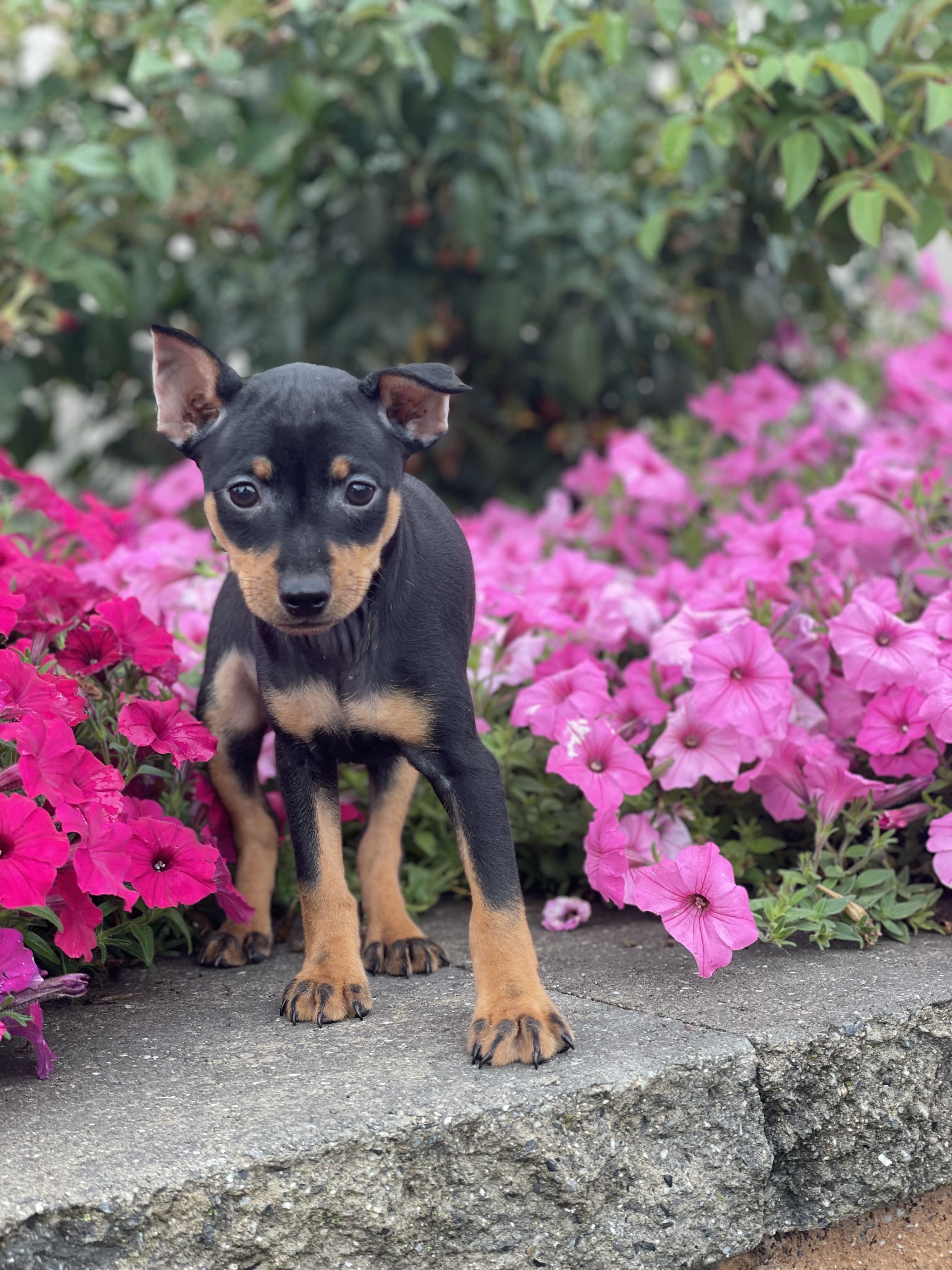 puppy, for, sale, Miniature Pinscher, Curtis  Martin, dog, breeder, Seneca Falls, NY, dog-breeder, puppy-for-sale, forsale, nearby, find, puppyfind, locator, puppylocator, aca