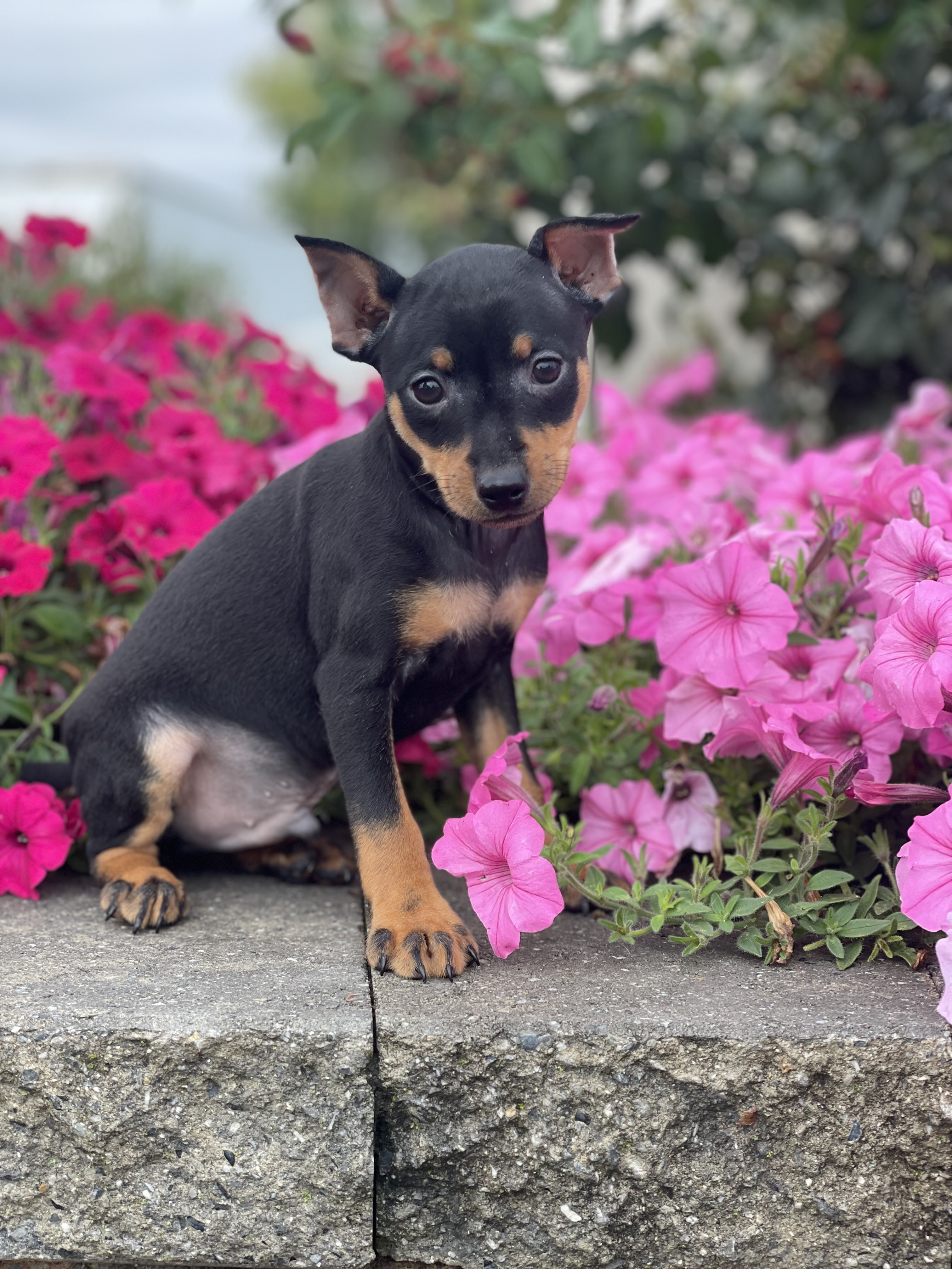 puppy, for, sale, Miniature Pinscher, Curtis  Martin, dog, breeder, Seneca Falls, NY, dog-breeder, puppy-for-sale, forsale, nearby, find, puppyfind, locator, puppylocator, aca