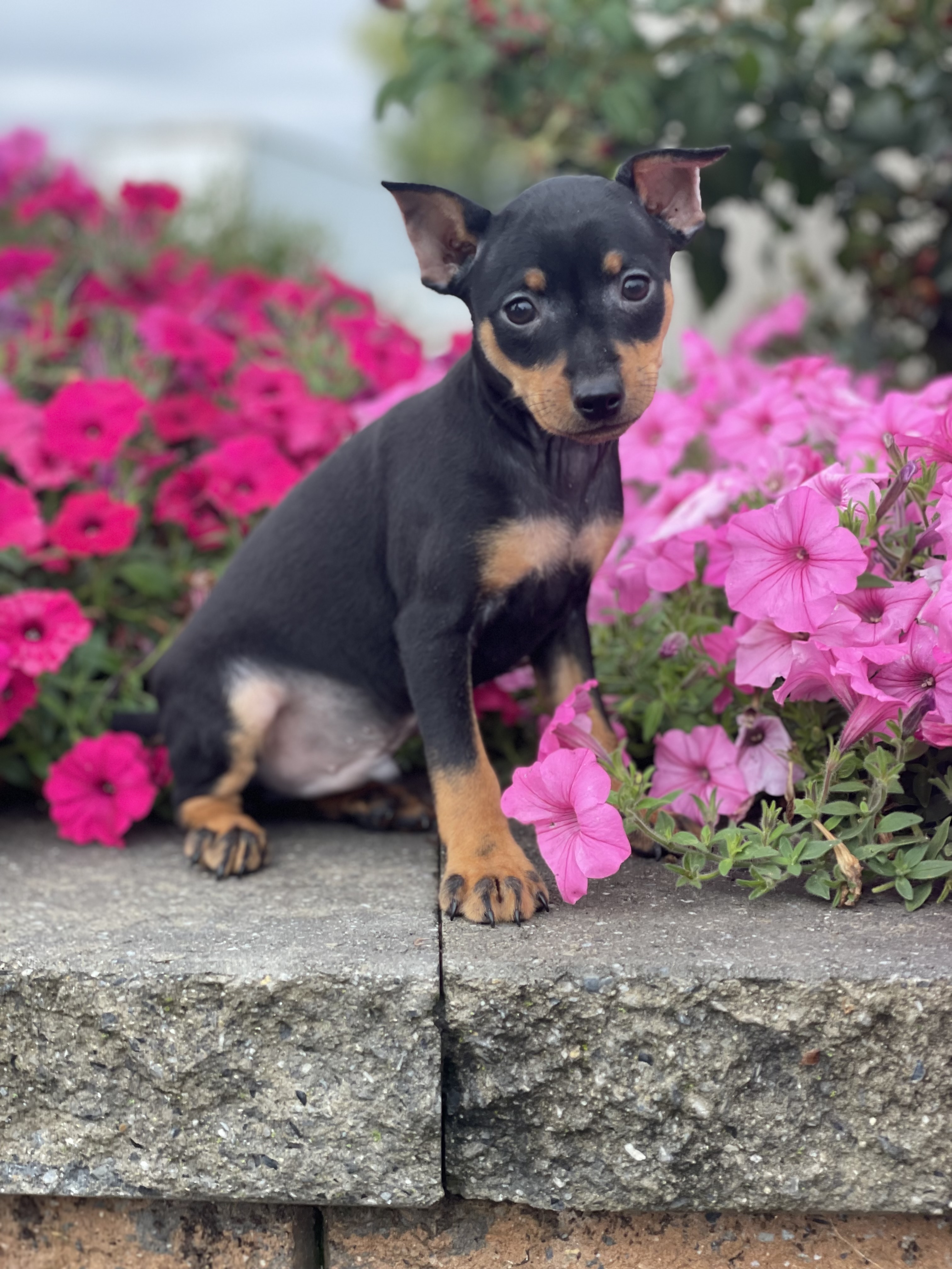 puppy, for, sale, Miniature Pinscher, Curtis  Martin, dog, breeder, Seneca Falls, NY, dog-breeder, puppy-for-sale, forsale, nearby, find, puppyfind, locator, puppylocator, aca