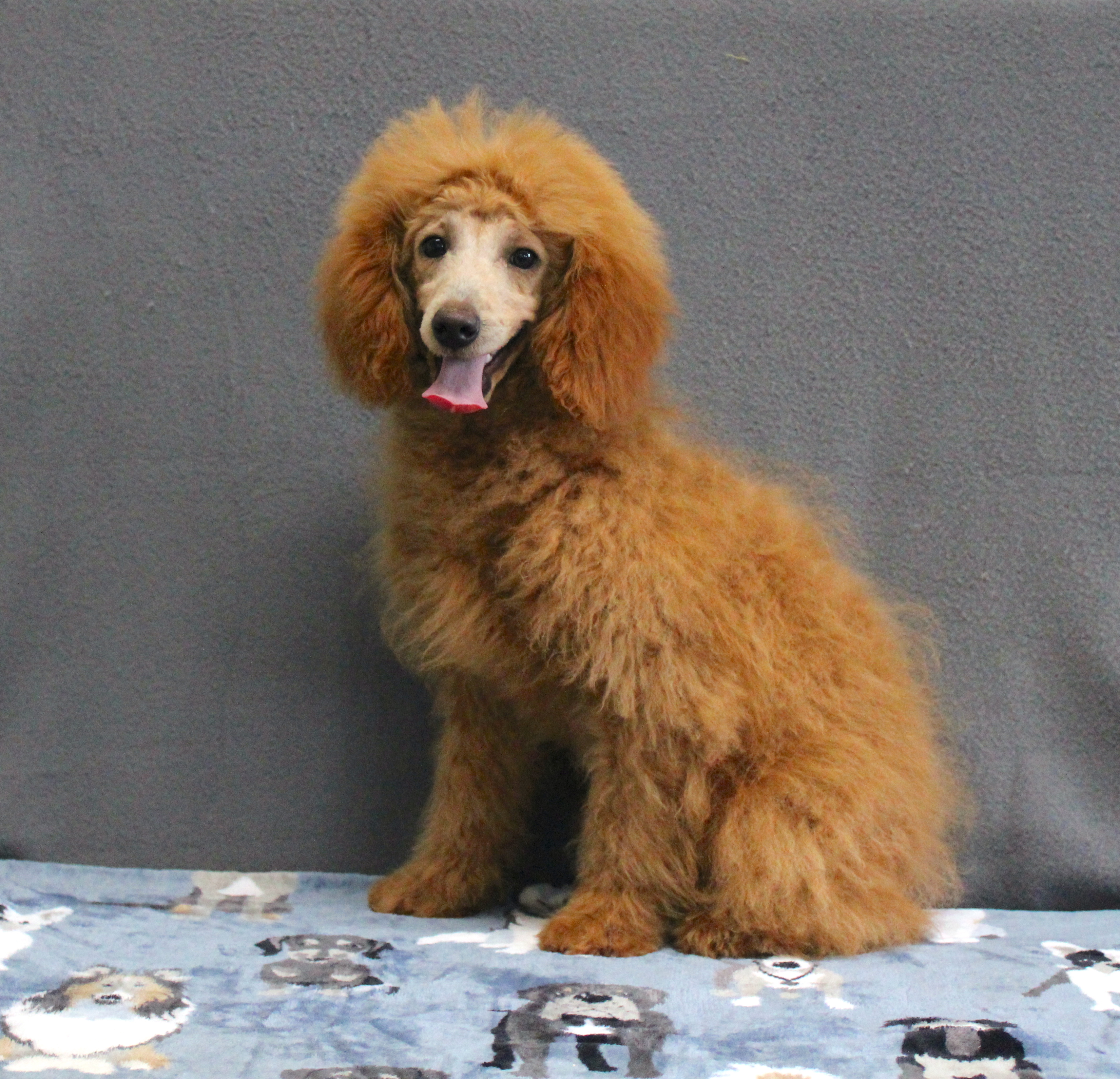 puppy, for, sale, Miniature Poodle, Ivan J. Stoltzfus, dog, breeder, Dornsife, PA, dog-breeder, puppy-for-sale, forsale, nearby, find, puppyfind, locator, puppylocator, aca