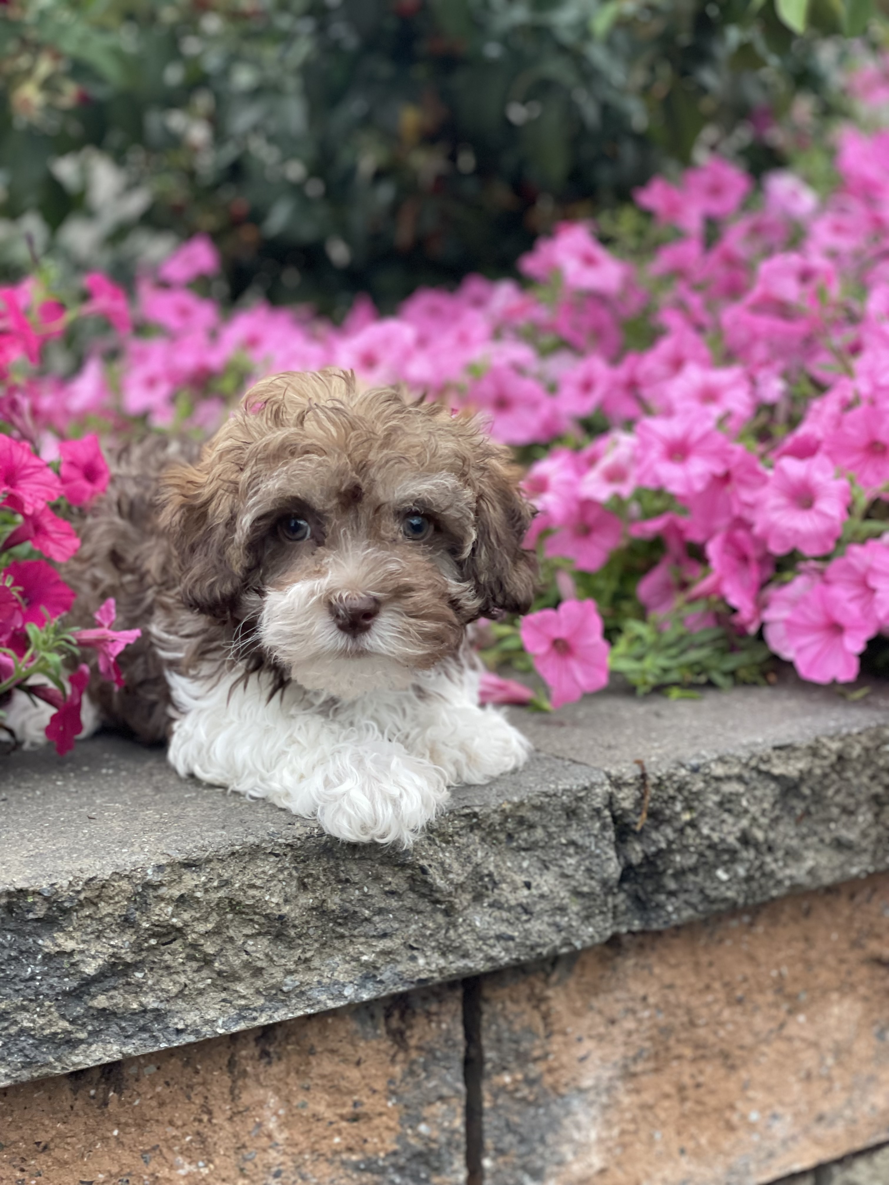 puppy, for, sale, Havanese, Curtis  Martin, dog, breeder, Seneca Falls, NY, dog-breeder, puppy-for-sale, forsale, nearby, find, puppyfind, locator, puppylocator, aca