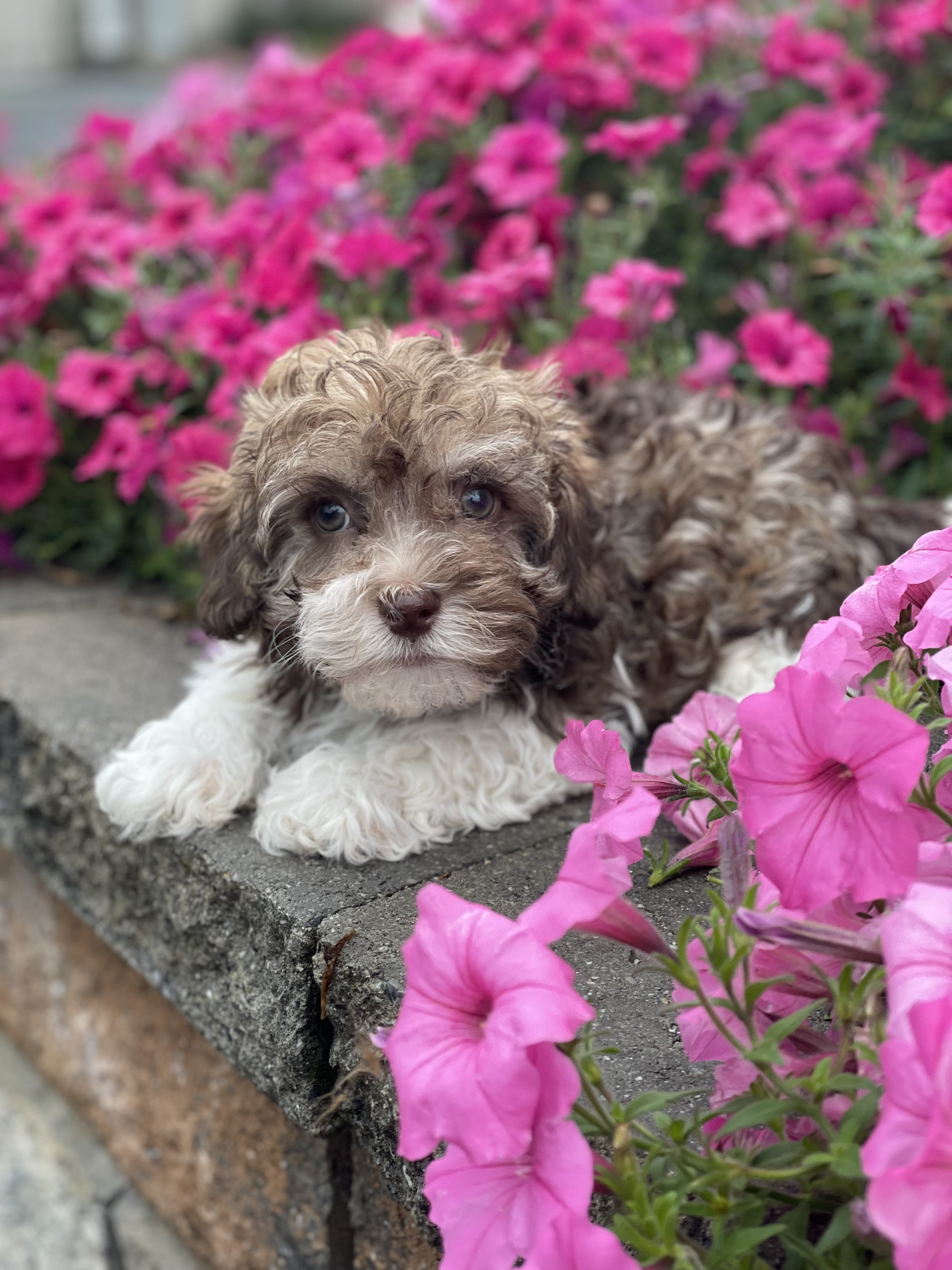 puppy, for, sale, Havanese, Curtis  Martin, dog, breeder, Seneca Falls, NY, dog-breeder, puppy-for-sale, forsale, nearby, find, puppyfind, locator, puppylocator, aca