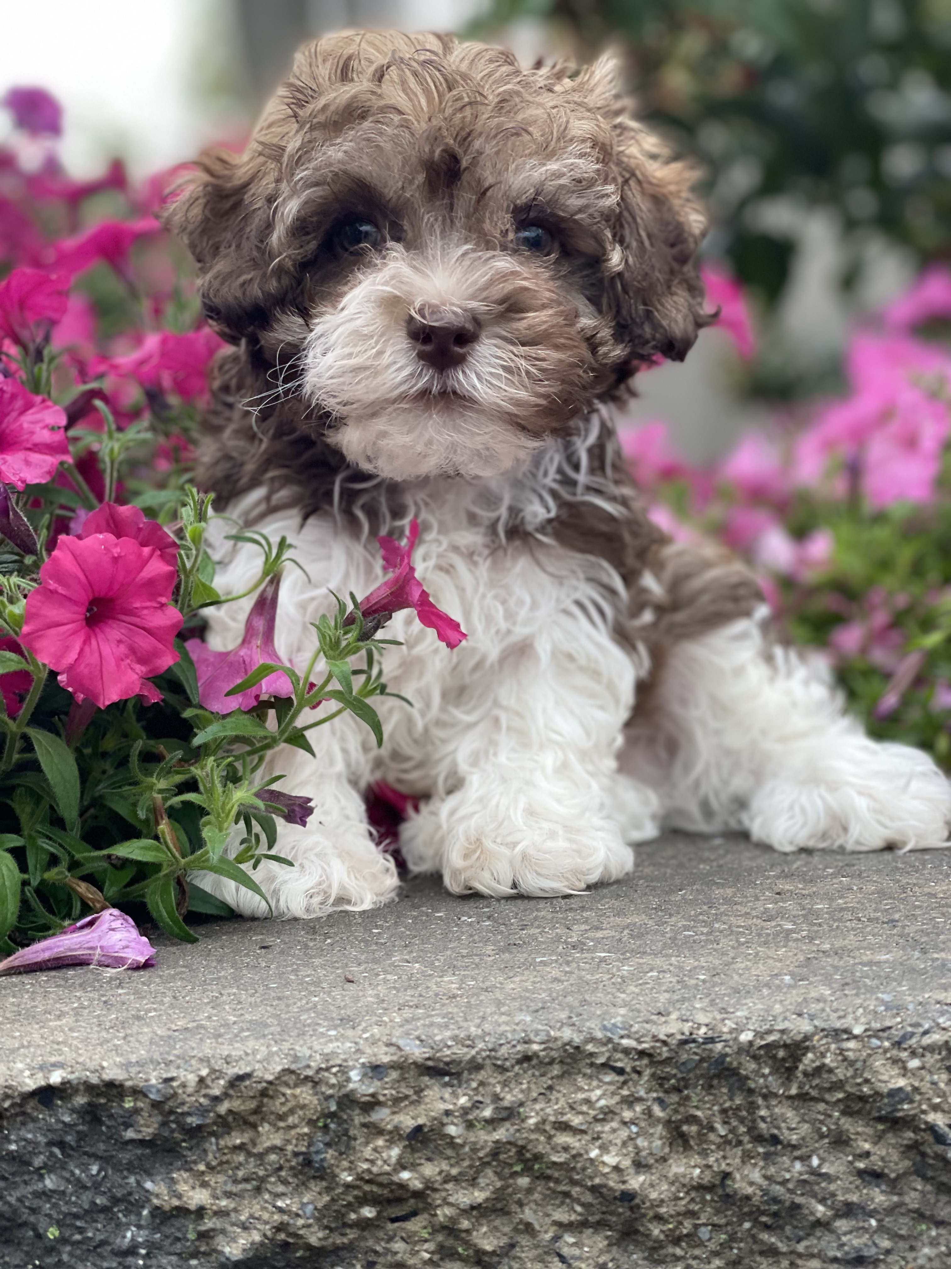 puppy, for, sale, Havanese, Curtis  Martin, dog, breeder, Seneca Falls, NY, dog-breeder, puppy-for-sale, forsale, nearby, find, puppyfind, locator, puppylocator, aca