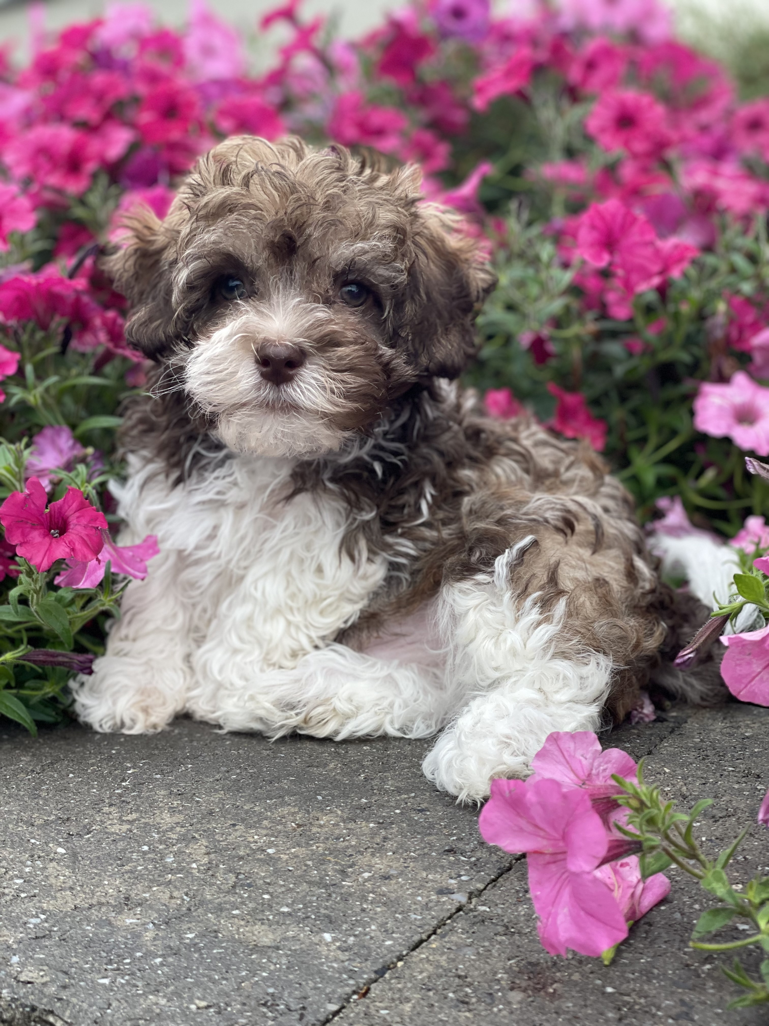 puppy, for, sale, Havanese, Curtis  Martin, dog, breeder, Seneca Falls, NY, dog-breeder, puppy-for-sale, forsale, nearby, find, puppyfind, locator, puppylocator, aca