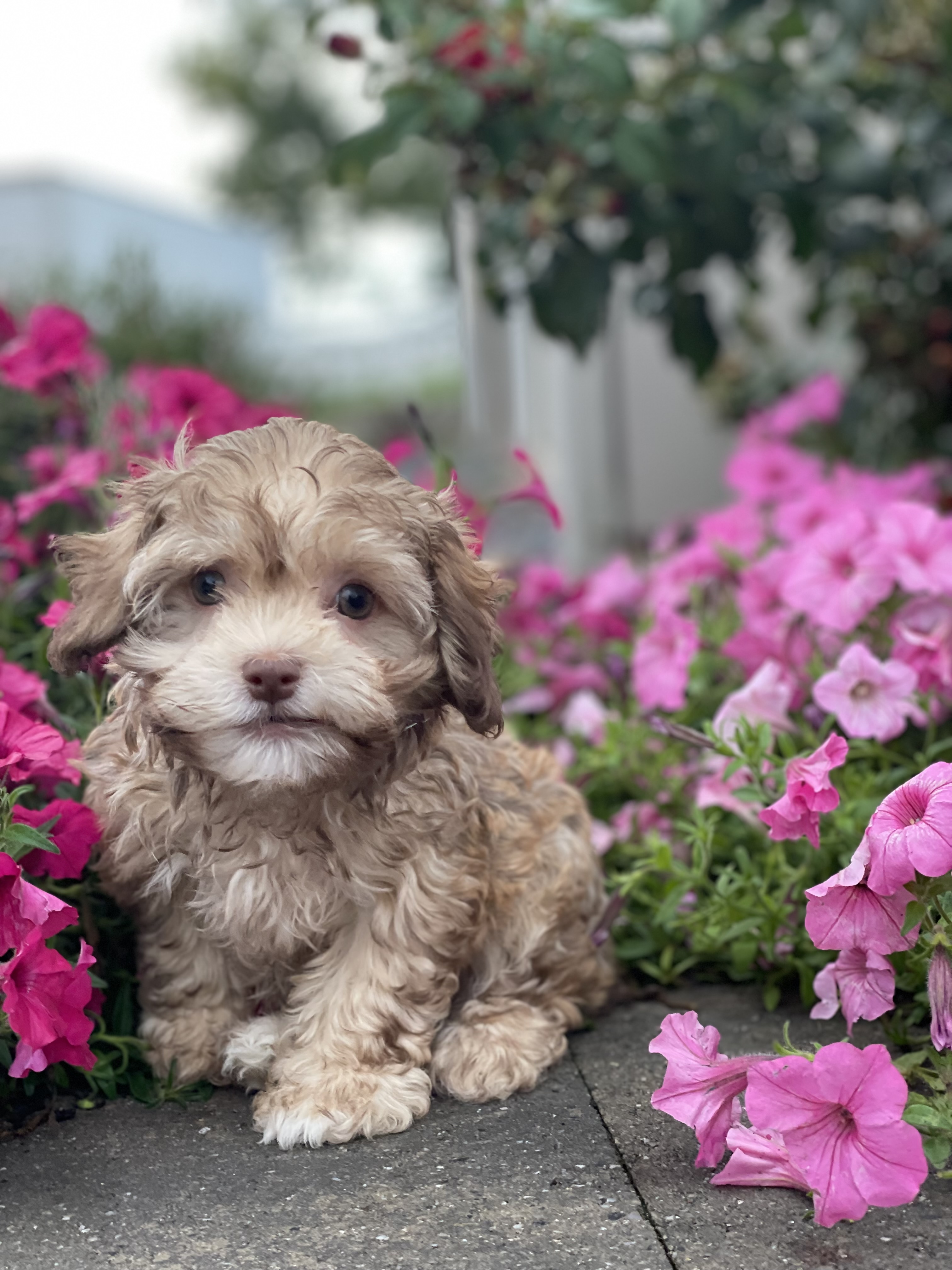 puppy, for, sale, Havanese, Curtis  Martin, dog, breeder, Seneca Falls, NY, dog-breeder, puppy-for-sale, forsale, nearby, find, puppyfind, locator, puppylocator, aca