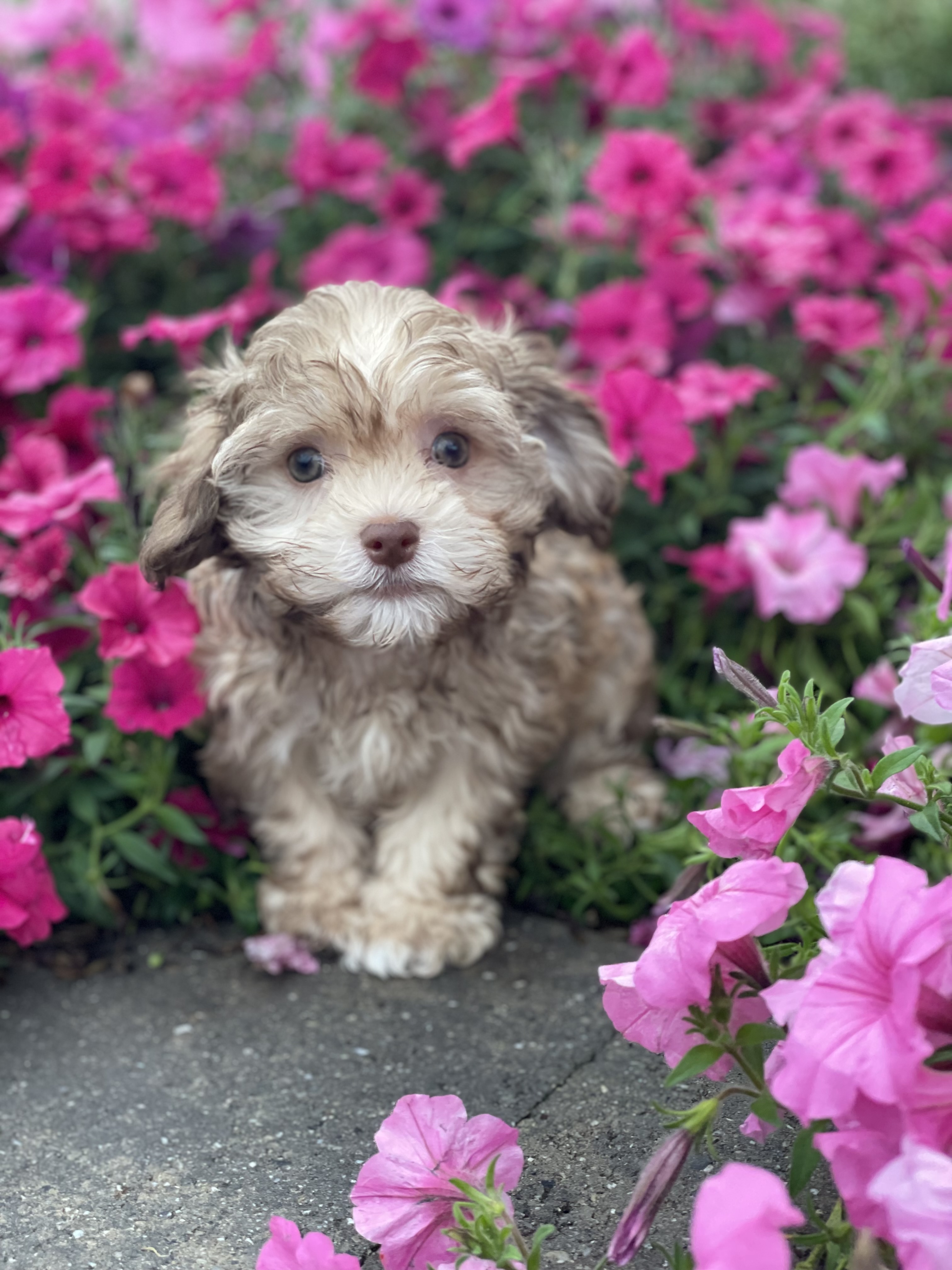 puppy, for, sale, Havanese, Curtis  Martin, dog, breeder, Seneca Falls, NY, dog-breeder, puppy-for-sale, forsale, nearby, find, puppyfind, locator, puppylocator, aca