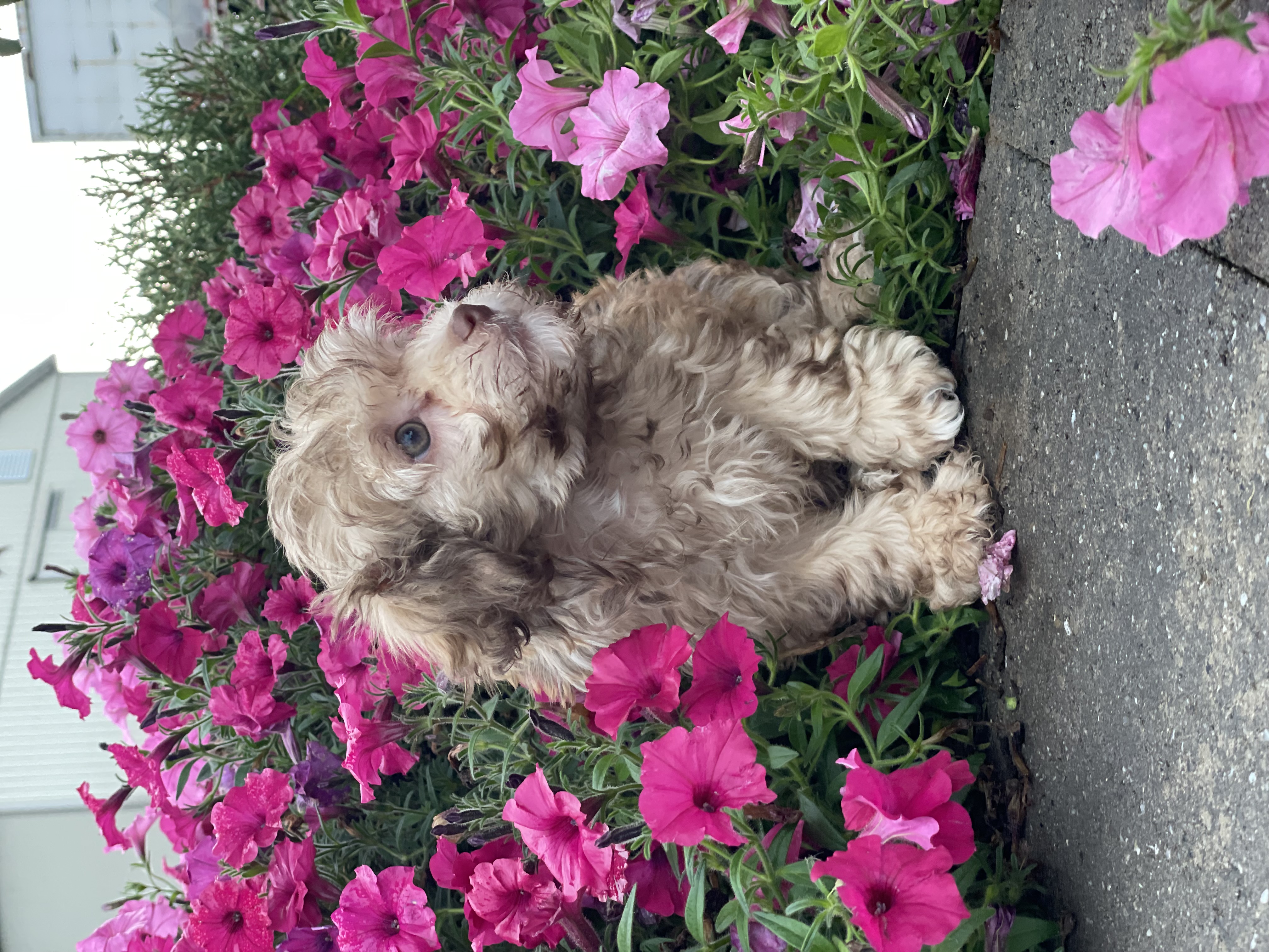 puppy, for, sale, Havanese, Curtis  Martin, dog, breeder, Seneca Falls, NY, dog-breeder, puppy-for-sale, forsale, nearby, find, puppyfind, locator, puppylocator, aca