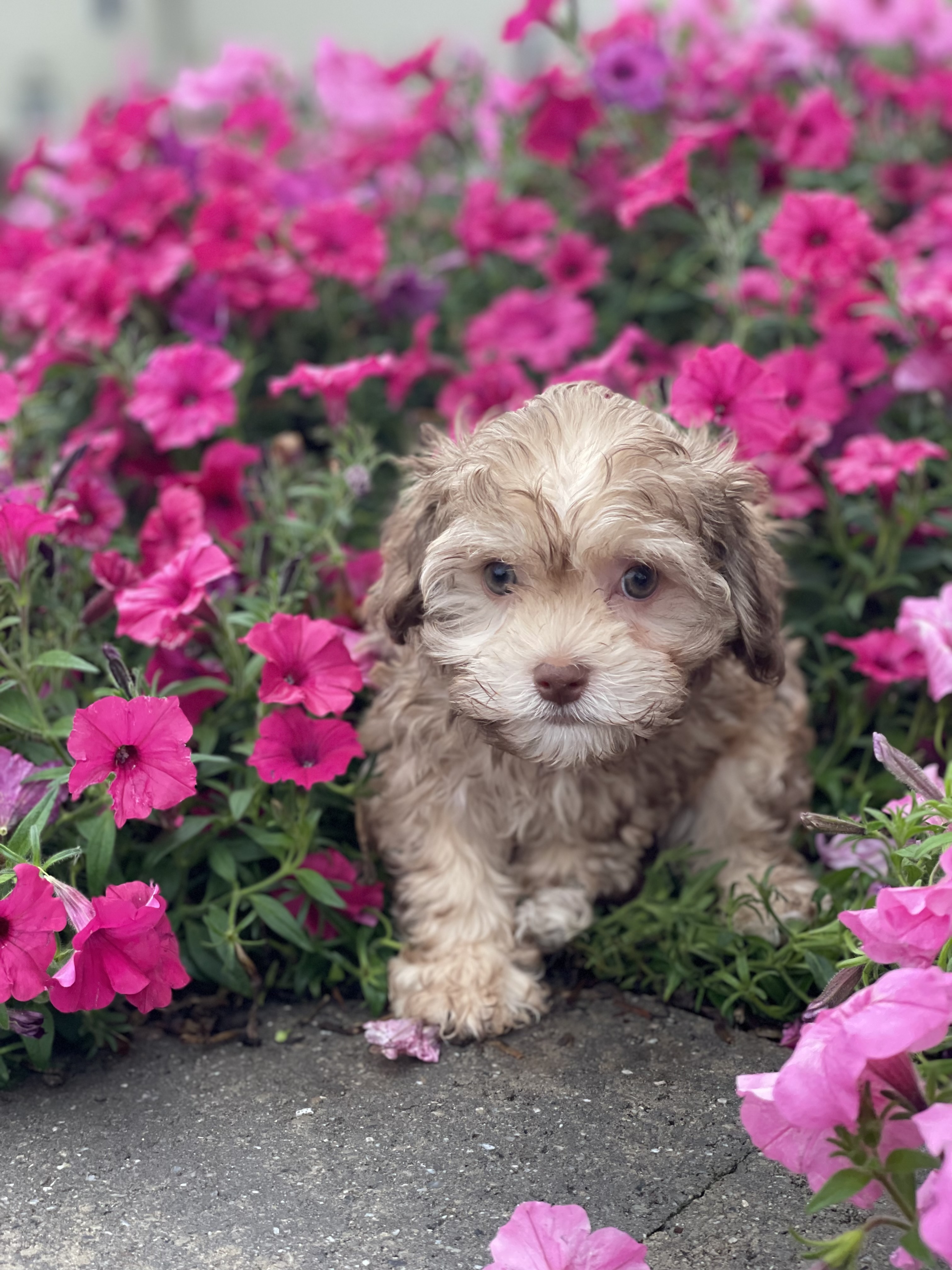 puppy, for, sale, Havanese, Curtis  Martin, dog, breeder, Seneca Falls, NY, dog-breeder, puppy-for-sale, forsale, nearby, find, puppyfind, locator, puppylocator, aca