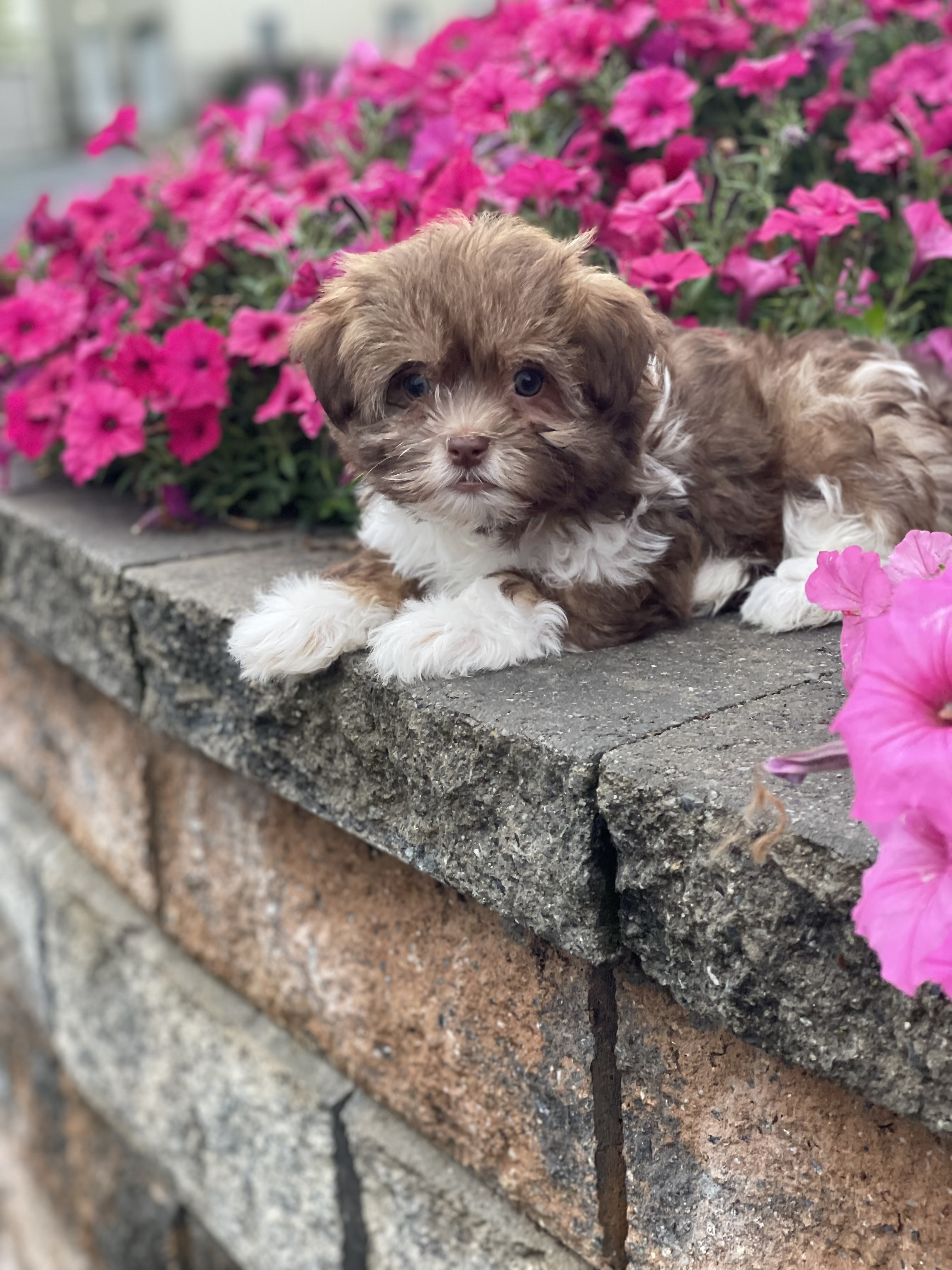 puppy, for, sale, Havanese, Curtis  Martin, dog, breeder, Seneca Falls, NY, dog-breeder, puppy-for-sale, forsale, nearby, find, puppyfind, locator, puppylocator, aca