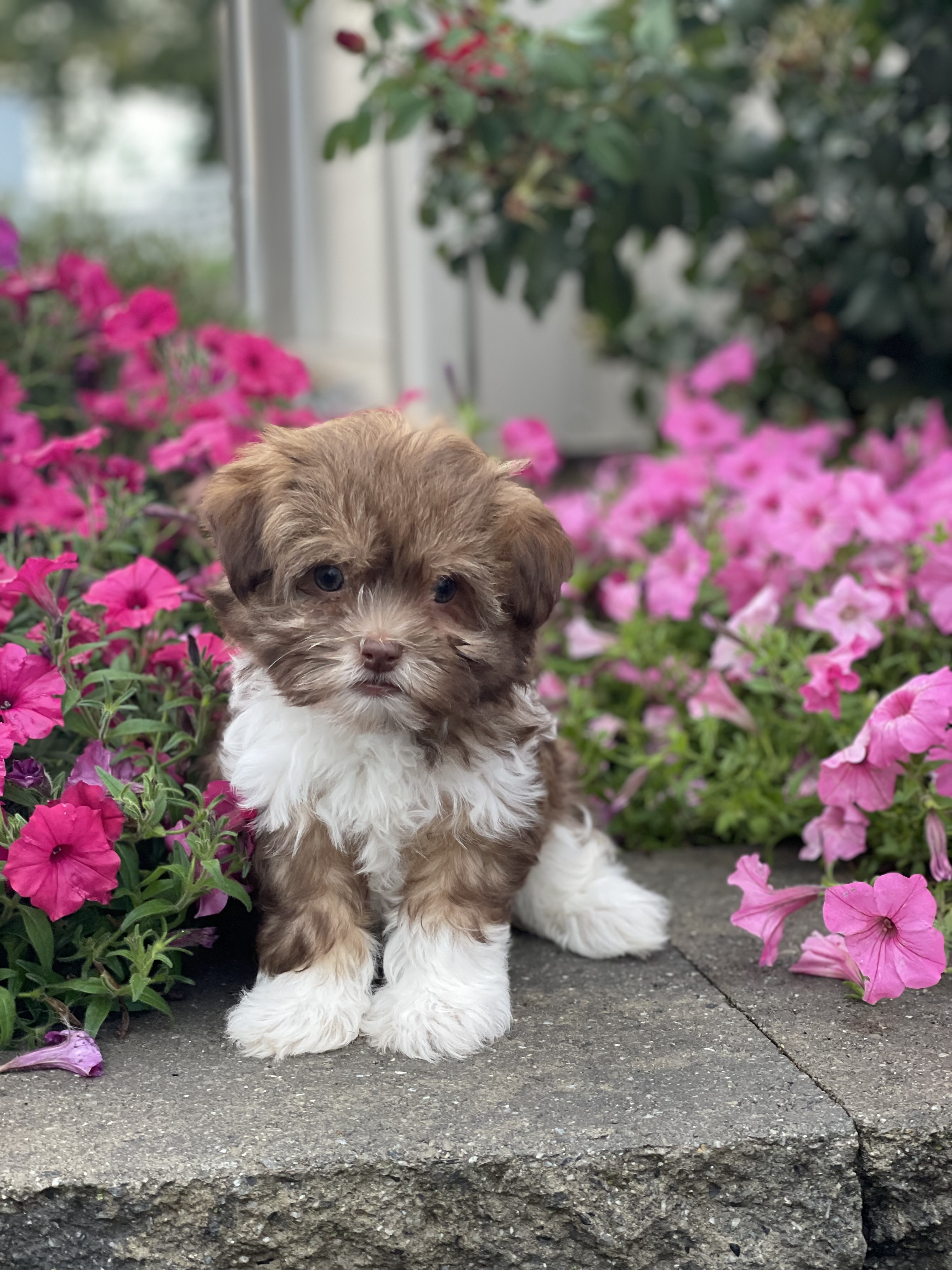 puppy, for, sale, Havanese, Curtis  Martin, dog, breeder, Seneca Falls, NY, dog-breeder, puppy-for-sale, forsale, nearby, find, puppyfind, locator, puppylocator, aca