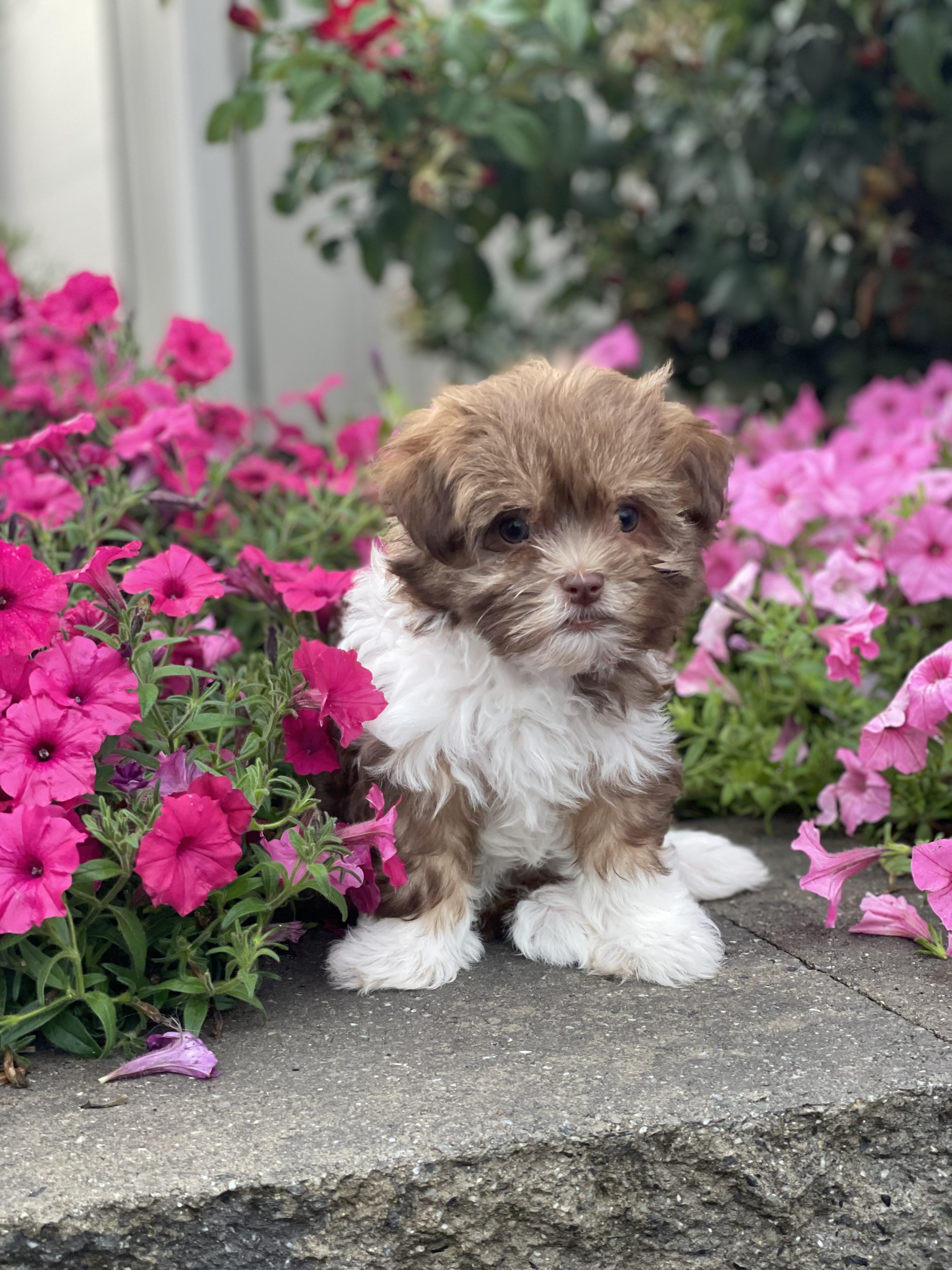 puppy, for, sale, Havanese, Curtis  Martin, dog, breeder, Seneca Falls, NY, dog-breeder, puppy-for-sale, forsale, nearby, find, puppyfind, locator, puppylocator, aca