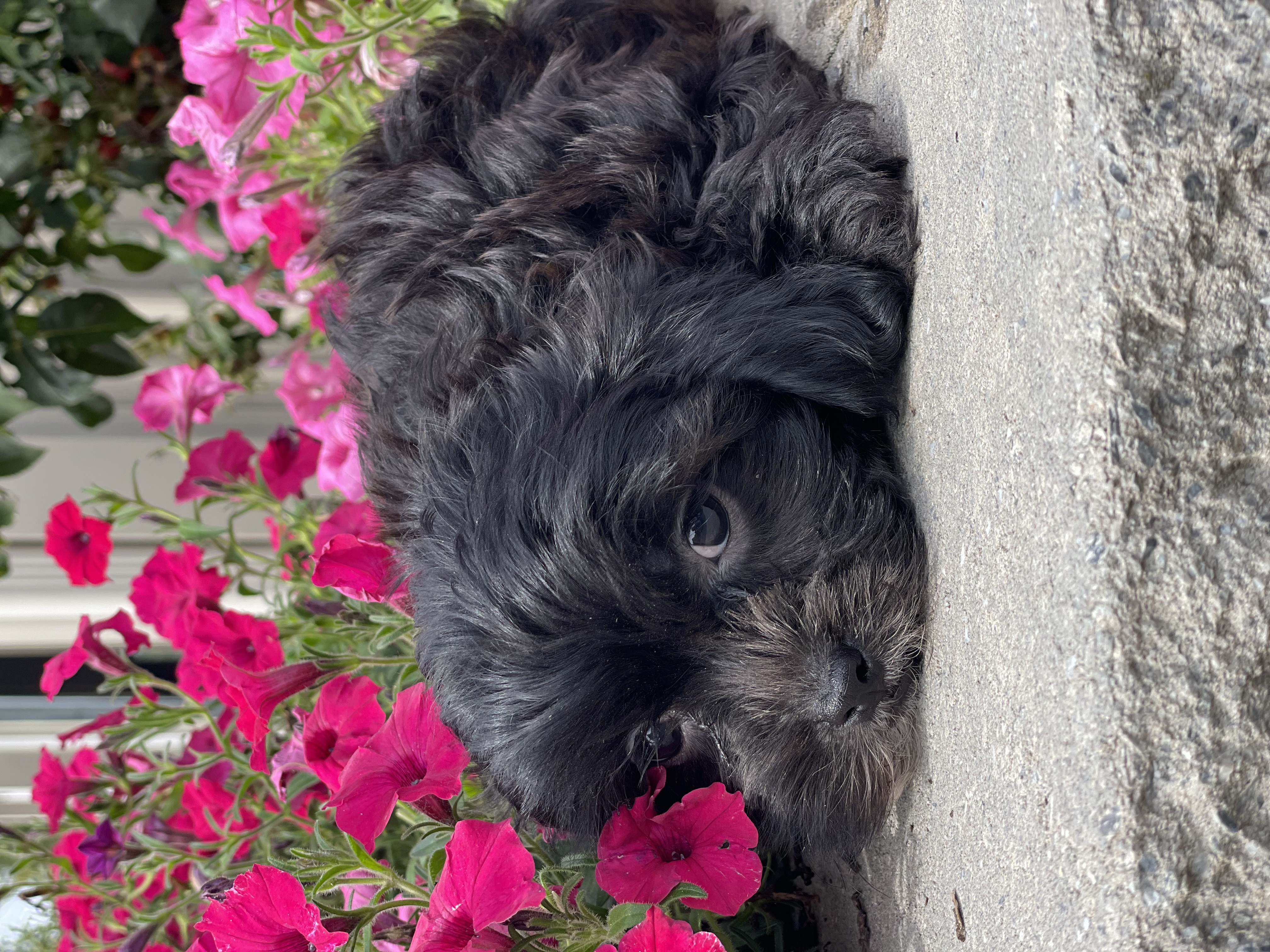 puppy, for, sale, Shi Poo, Curtis  Martin, dog, breeder, Seneca Falls, NY, dog-breeder, puppy-for-sale, forsale, nearby, find, puppyfind, locator, puppylocator, aca