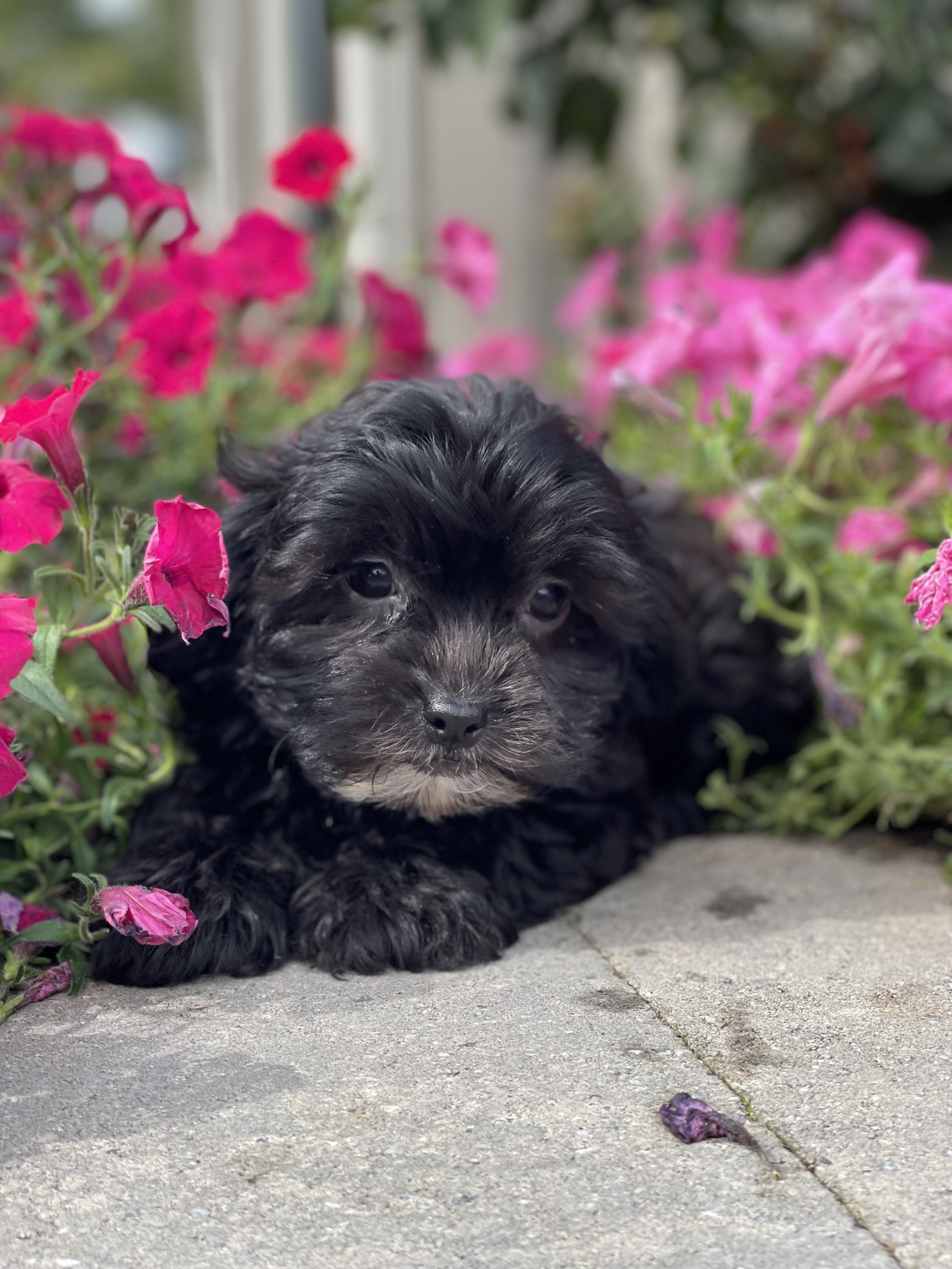 puppy, for, sale, Shi Poo, Curtis  Martin, dog, breeder, Seneca Falls, NY, dog-breeder, puppy-for-sale, forsale, nearby, find, puppyfind, locator, puppylocator, aca