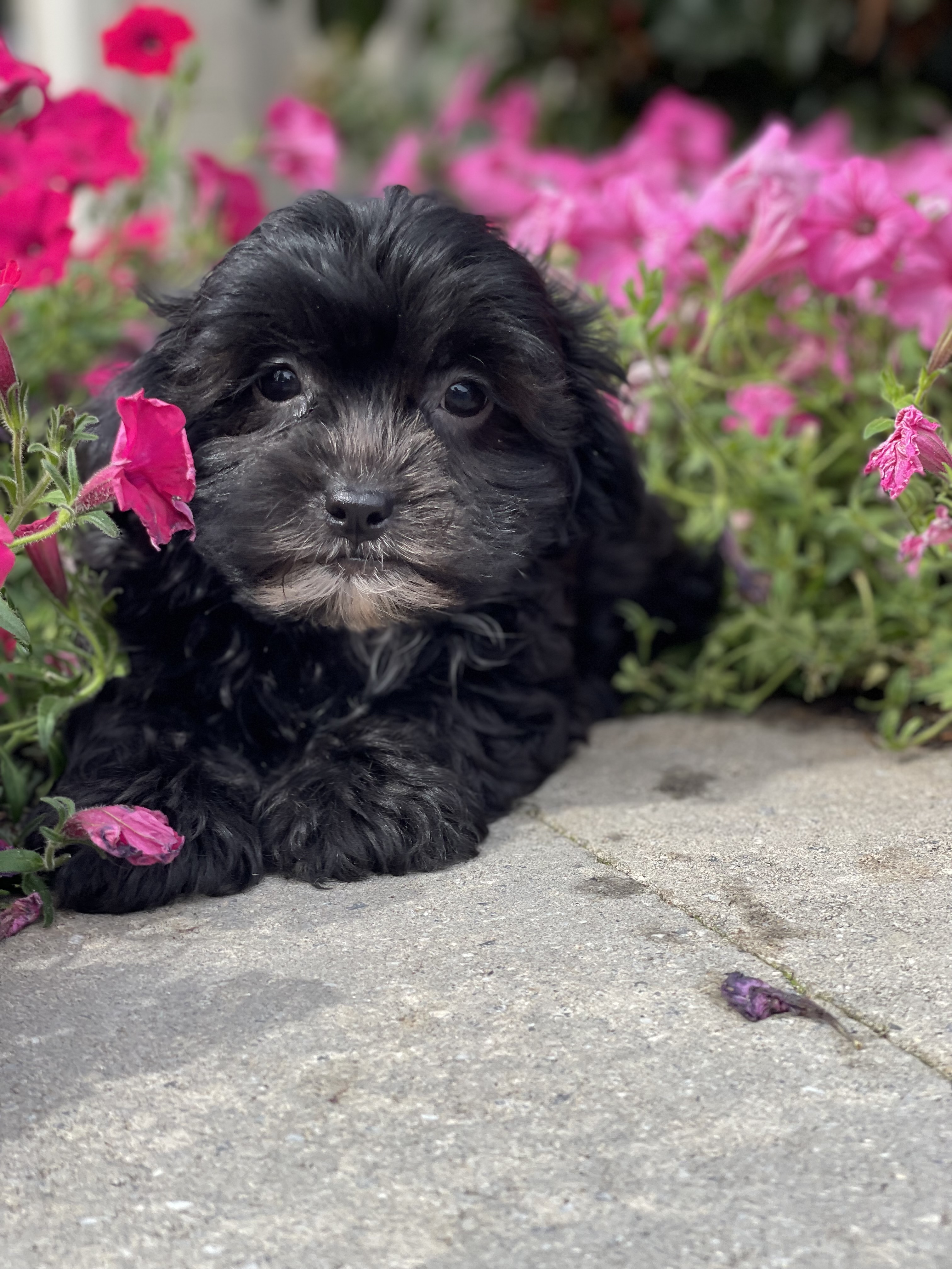 puppy, for, sale, Shi Poo, Curtis  Martin, dog, breeder, Seneca Falls, NY, dog-breeder, puppy-for-sale, forsale, nearby, find, puppyfind, locator, puppylocator, aca