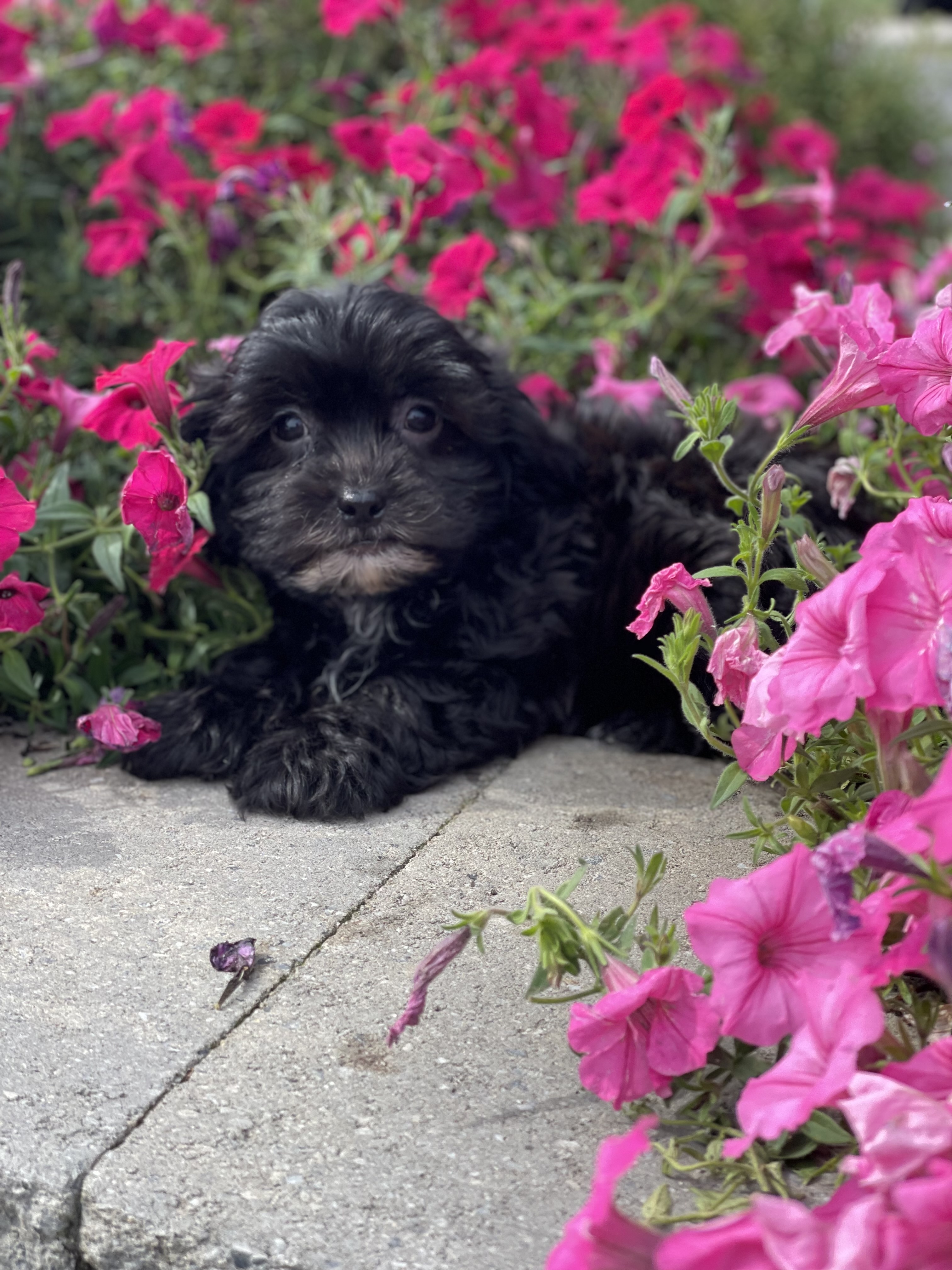 puppy, for, sale, Shi Poo, Curtis  Martin, dog, breeder, Seneca Falls, NY, dog-breeder, puppy-for-sale, forsale, nearby, find, puppyfind, locator, puppylocator, aca