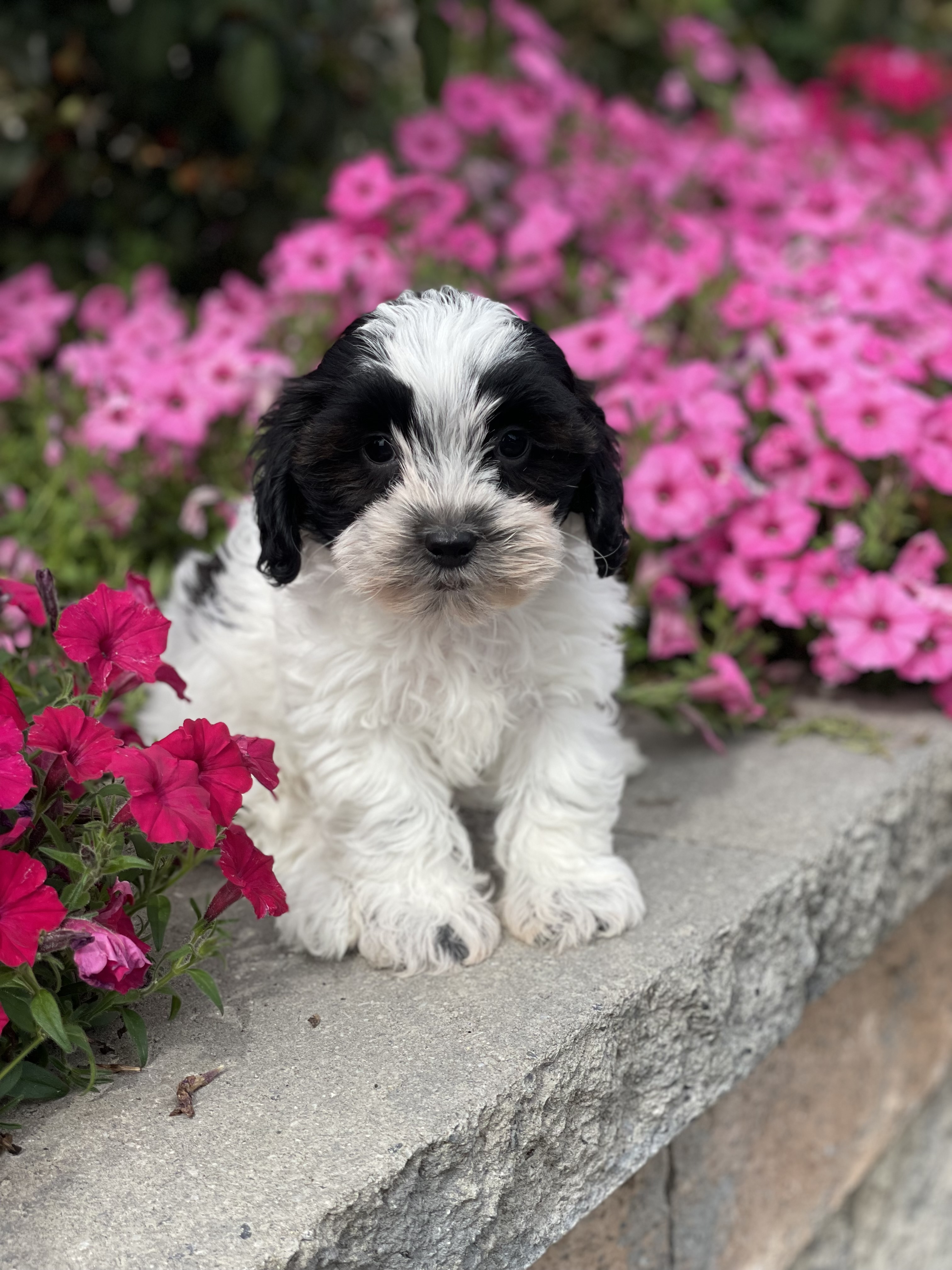 puppy, for, sale, Shi Poo, Curtis  Martin, dog, breeder, Seneca Falls, NY, dog-breeder, puppy-for-sale, forsale, nearby, find, puppyfind, locator, puppylocator, aca