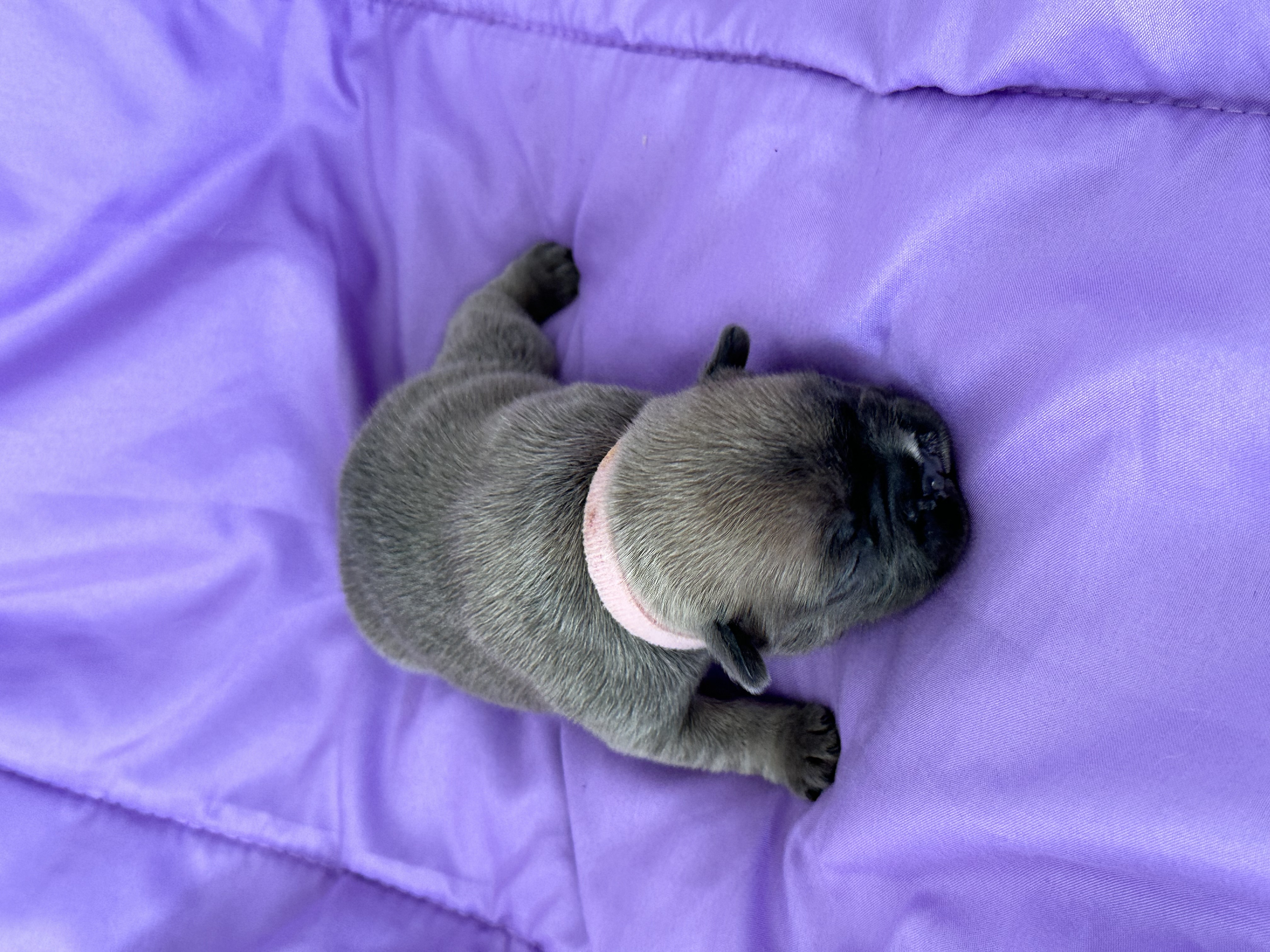 puppy, for, sale, French Bulldog, Karen  Ross, dog, breeder, New Franklin, MO, dog-breeder, puppy-for-sale, forsale, nearby, find, puppyfind, locator, puppylocator, aca