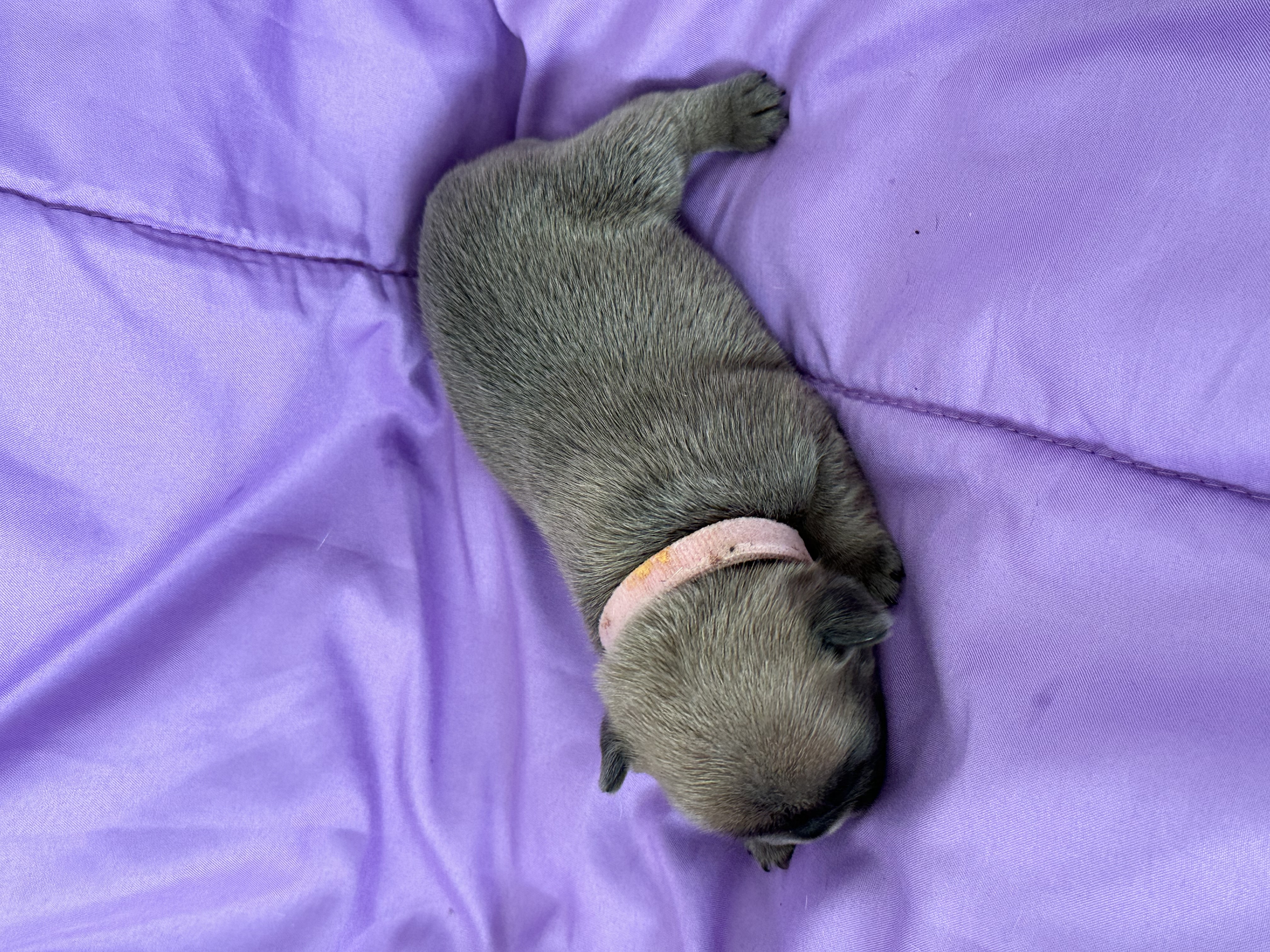 puppy, for, sale, French Bulldog, Karen  Ross, dog, breeder, New Franklin, MO, dog-breeder, puppy-for-sale, forsale, nearby, find, puppyfind, locator, puppylocator, aca