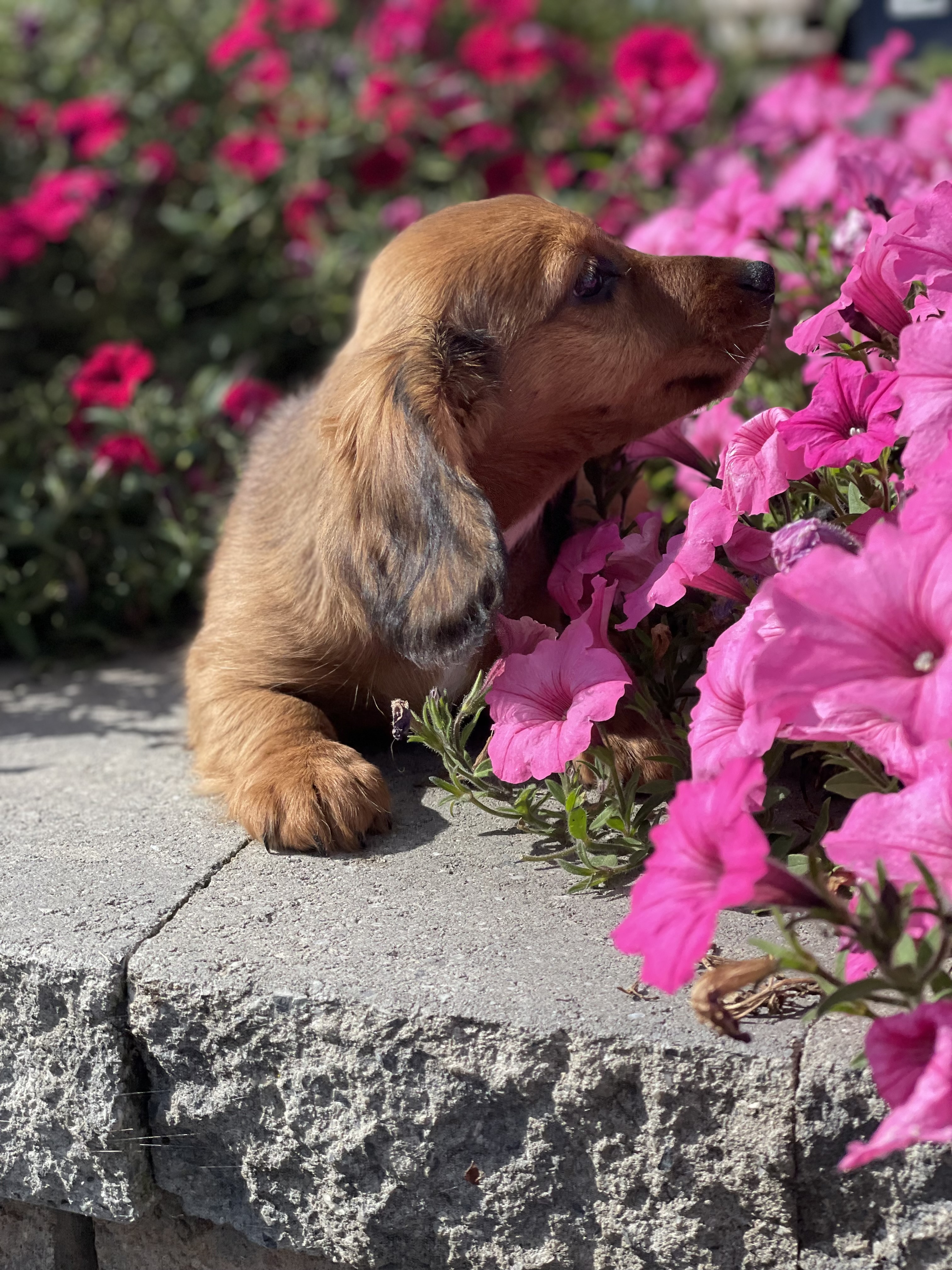 puppy, for, sale, Dachshund, Curtis  Martin, dog, breeder, Seneca Falls, NY, dog-breeder, puppy-for-sale, forsale, nearby, find, puppyfind, locator, puppylocator, aca