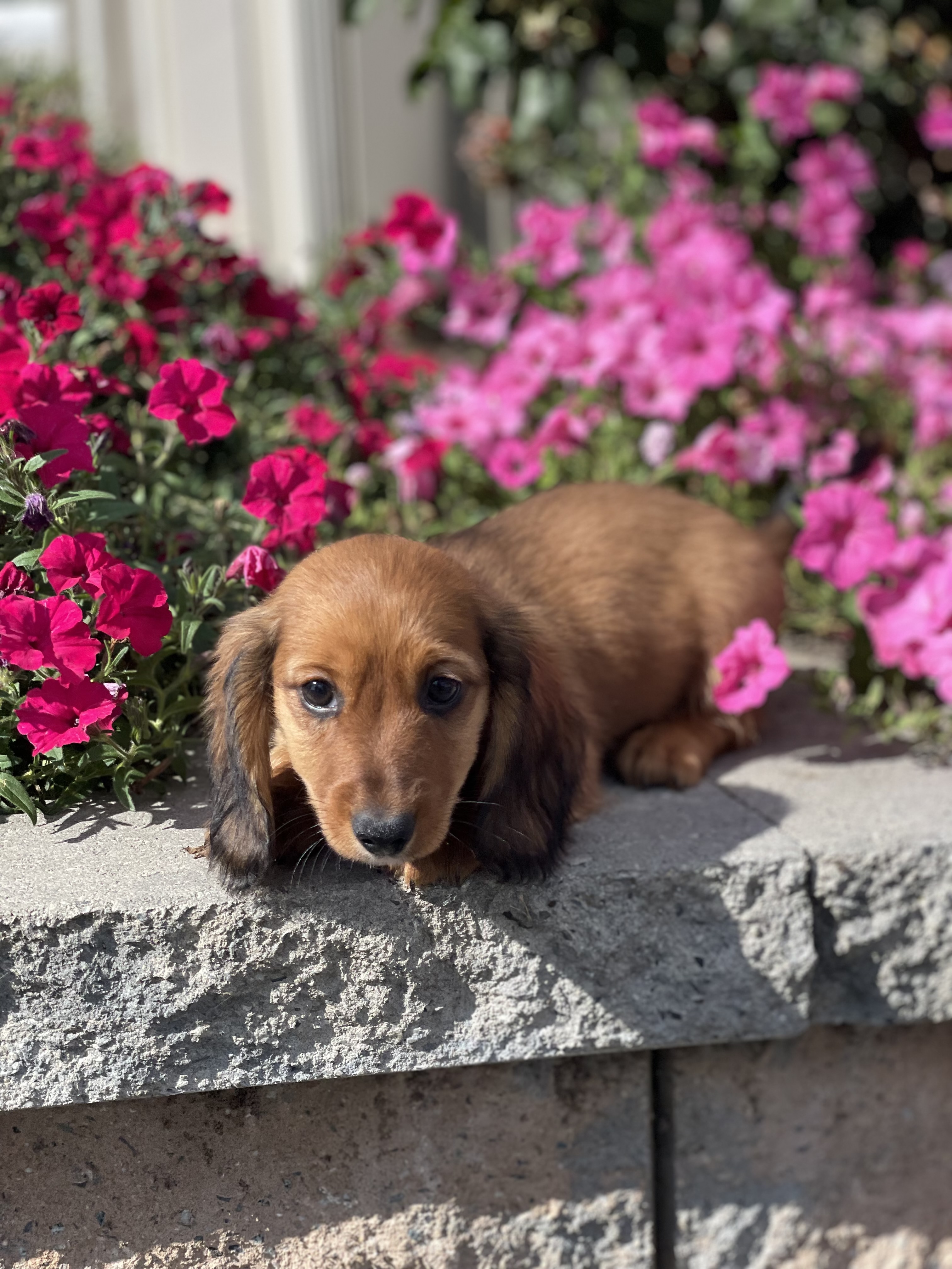 puppy, for, sale, Dachshund, Curtis  Martin, dog, breeder, Seneca Falls, NY, dog-breeder, puppy-for-sale, forsale, nearby, find, puppyfind, locator, puppylocator, aca