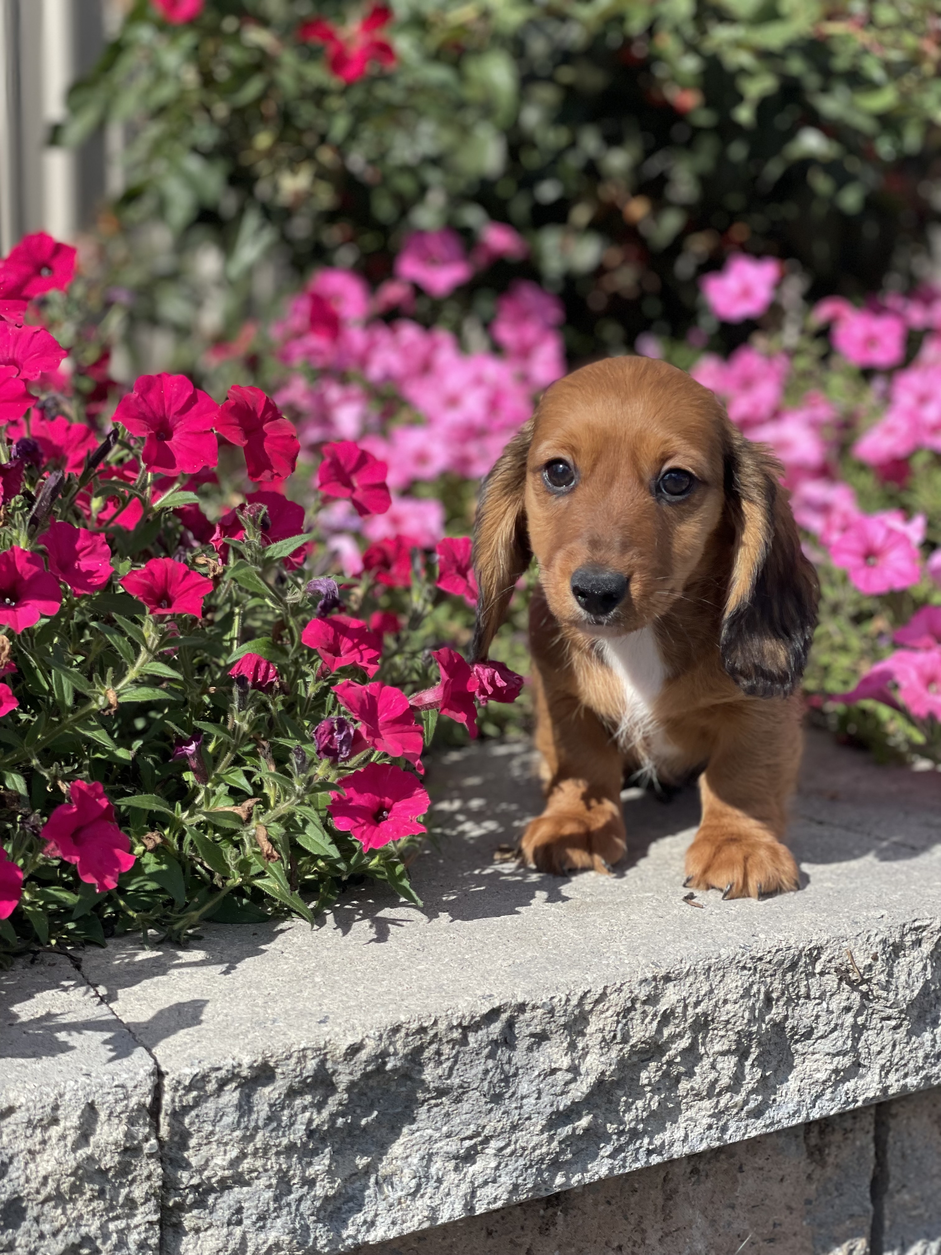 puppy, for, sale, Dachshund, Curtis  Martin, dog, breeder, Seneca Falls, NY, dog-breeder, puppy-for-sale, forsale, nearby, find, puppyfind, locator, puppylocator, aca