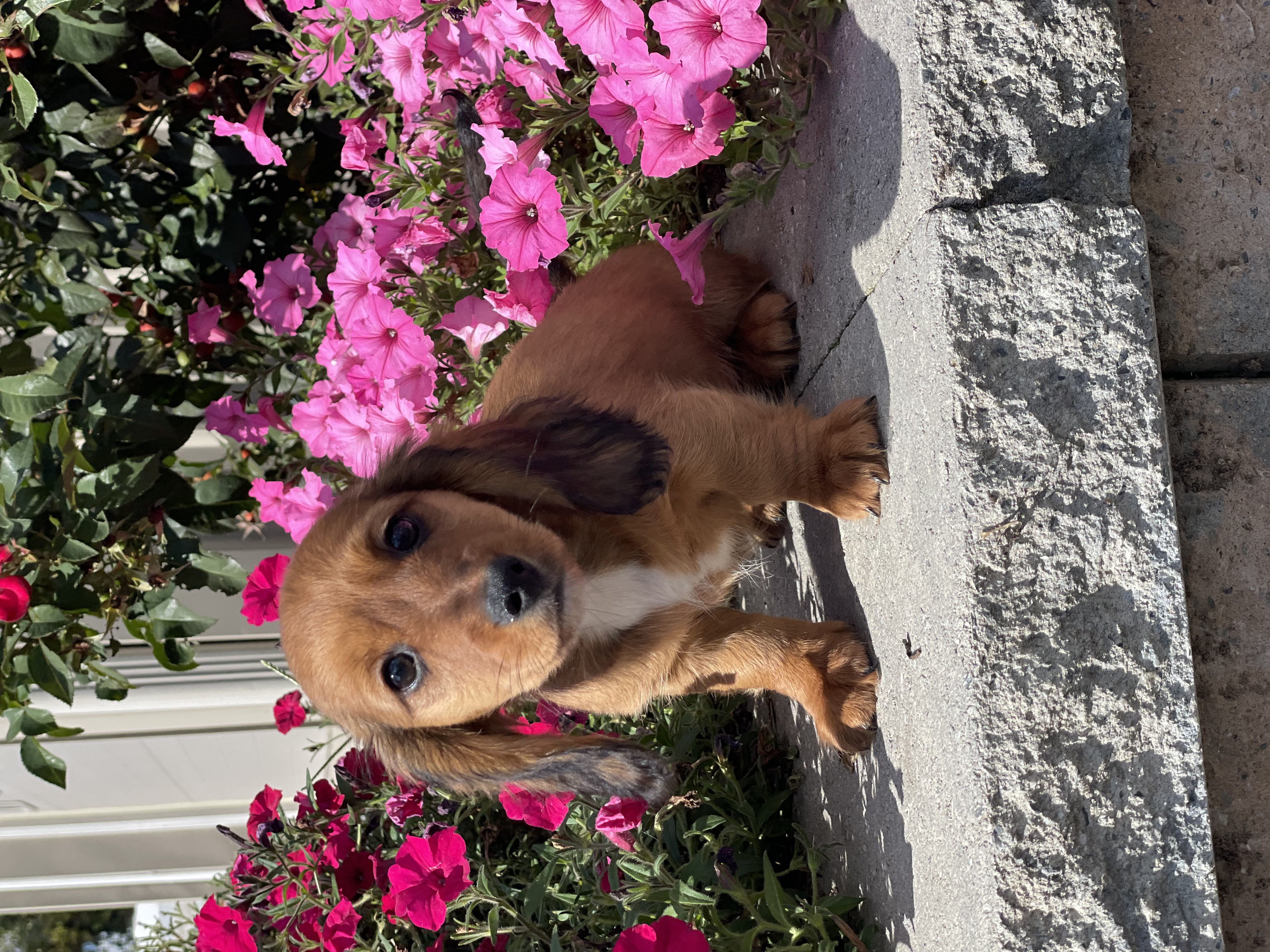 puppy, for, sale, Dachshund, Curtis  Martin, dog, breeder, Seneca Falls, NY, dog-breeder, puppy-for-sale, forsale, nearby, find, puppyfind, locator, puppylocator, aca