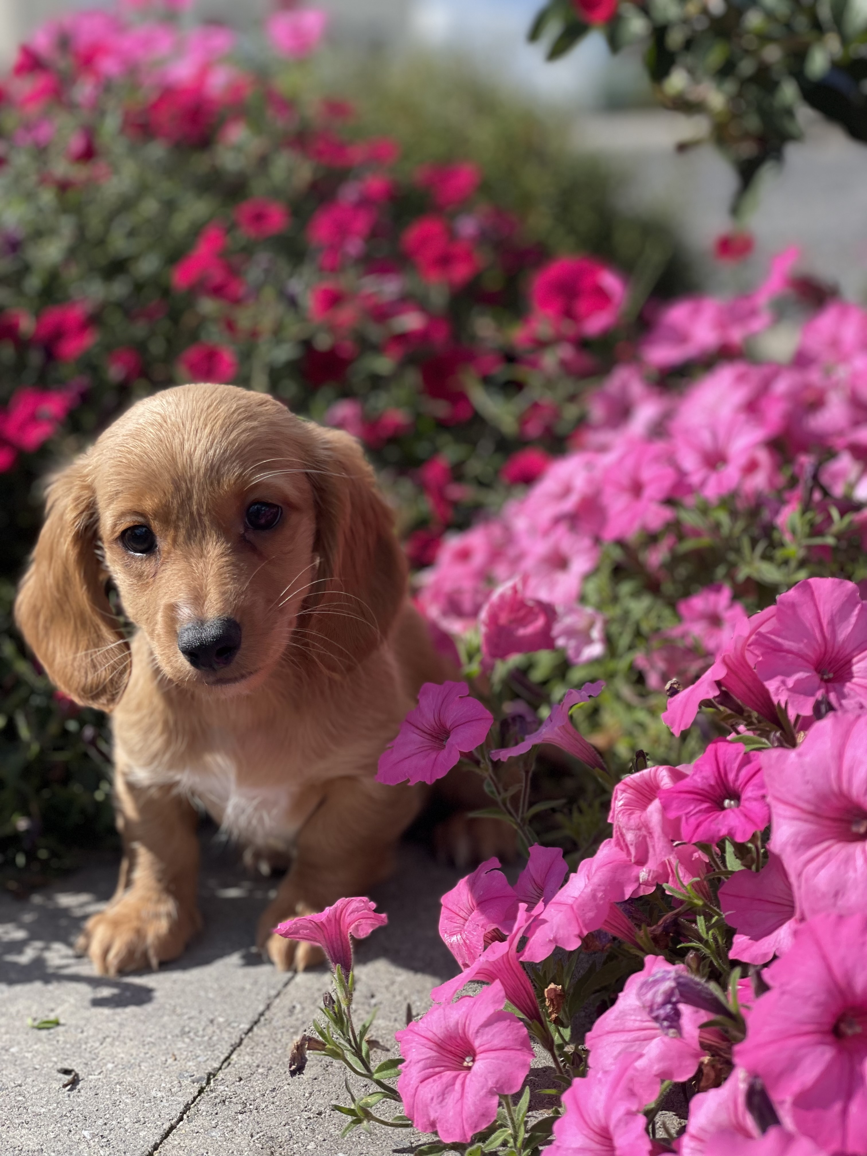 puppy, for, sale, Dachshund, Curtis  Martin, dog, breeder, Seneca Falls, NY, dog-breeder, puppy-for-sale, forsale, nearby, find, puppyfind, locator, puppylocator, aca