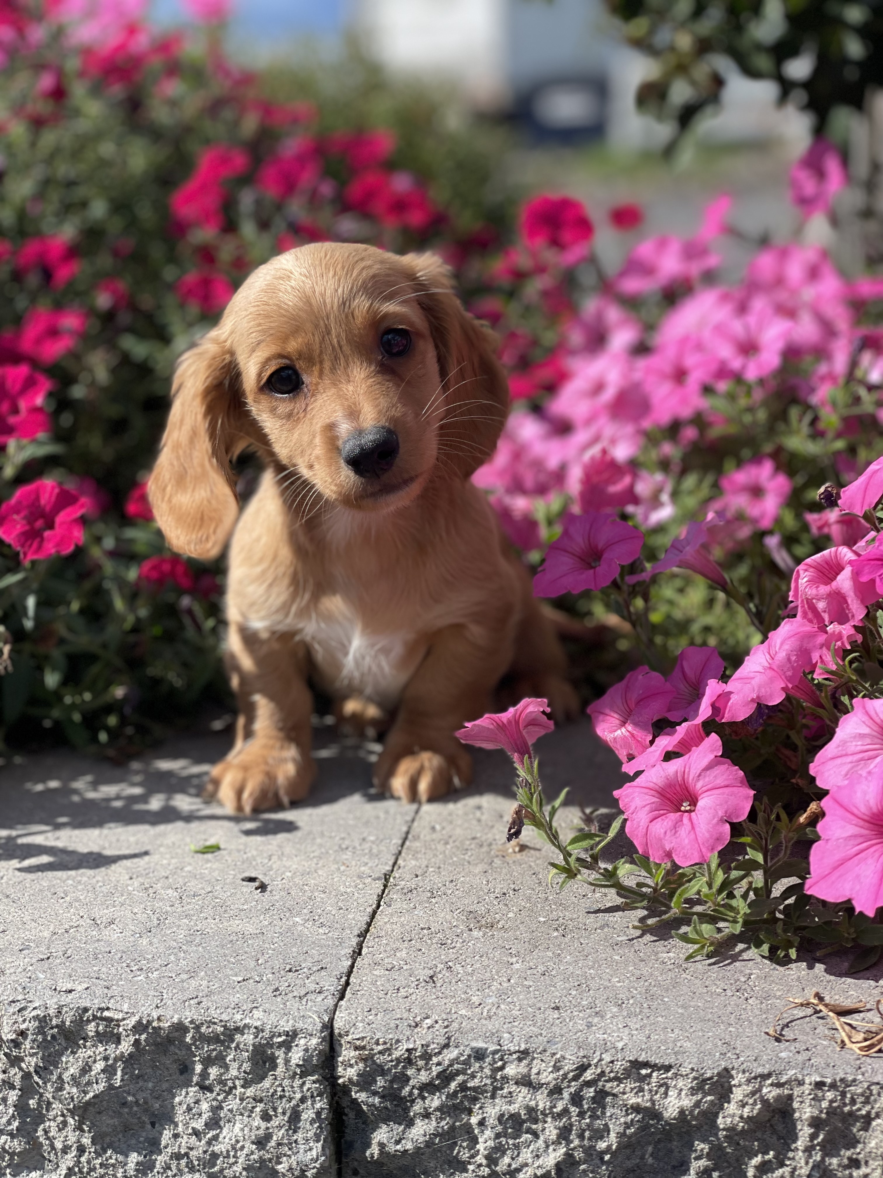 puppy, for, sale, Dachshund, Curtis  Martin, dog, breeder, Seneca Falls, NY, dog-breeder, puppy-for-sale, forsale, nearby, find, puppyfind, locator, puppylocator, aca