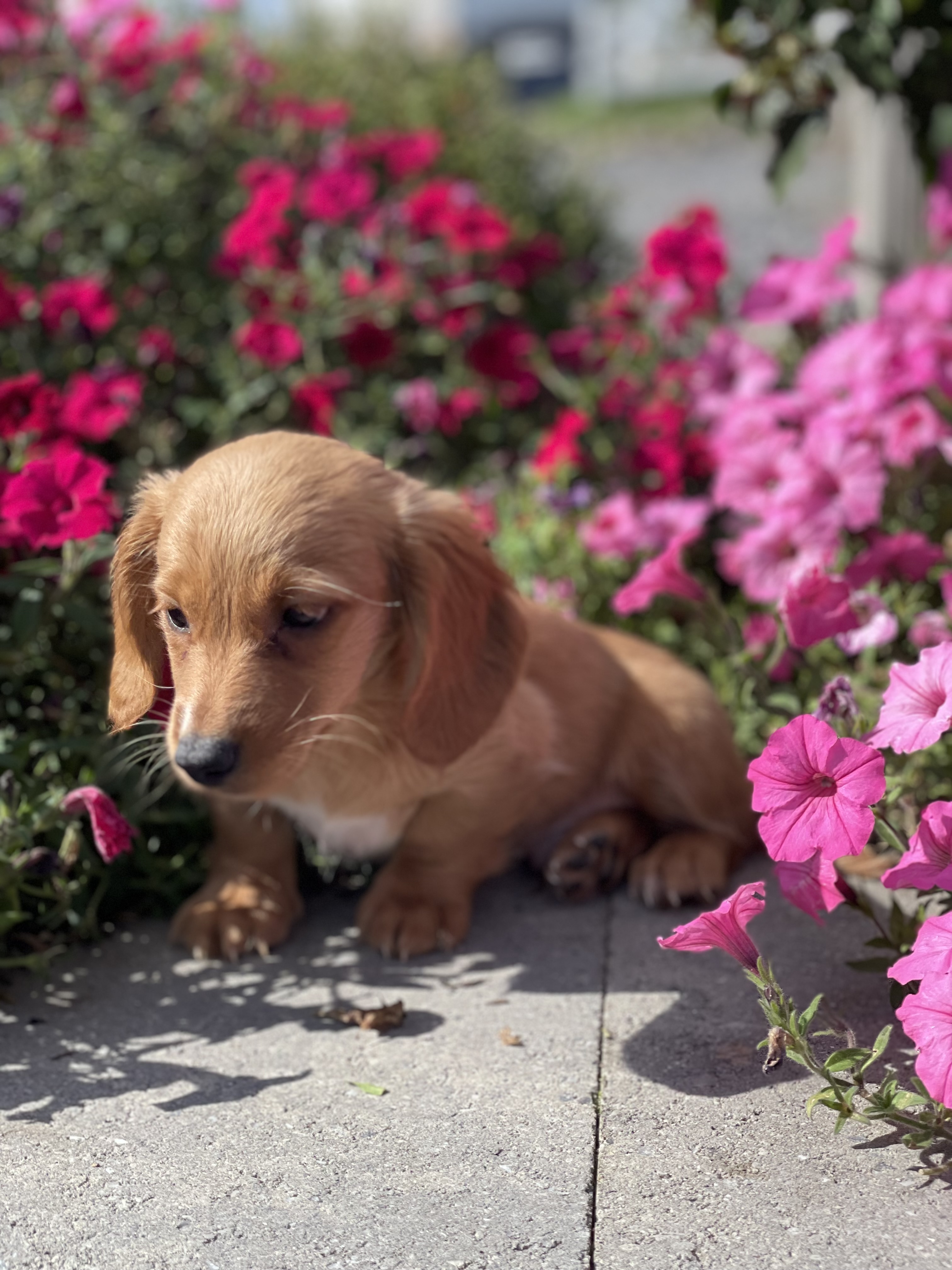 puppy, for, sale, Dachshund, Curtis  Martin, dog, breeder, Seneca Falls, NY, dog-breeder, puppy-for-sale, forsale, nearby, find, puppyfind, locator, puppylocator, aca