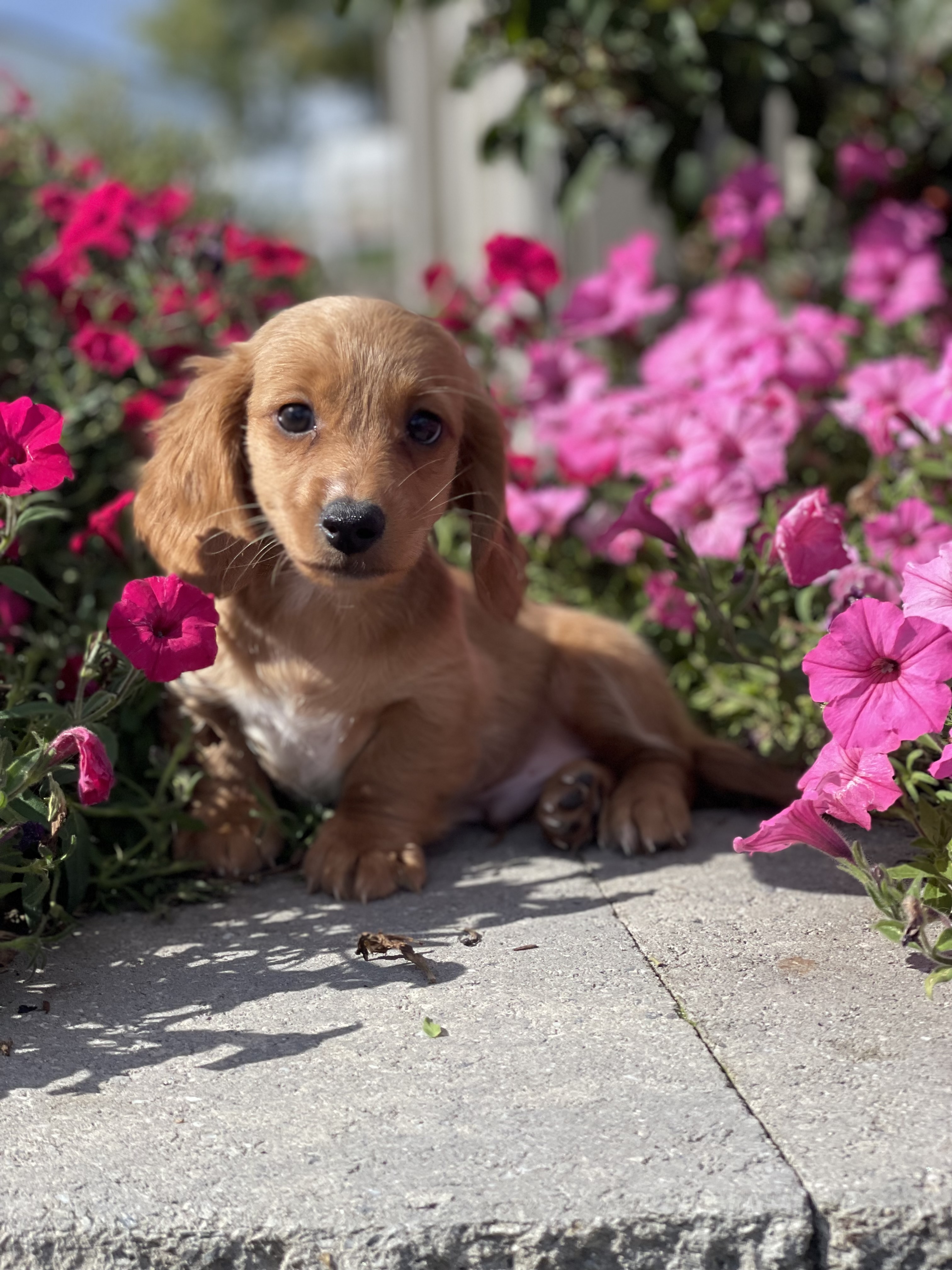 puppy, for, sale, Dachshund, Curtis  Martin, dog, breeder, Seneca Falls, NY, dog-breeder, puppy-for-sale, forsale, nearby, find, puppyfind, locator, puppylocator, aca