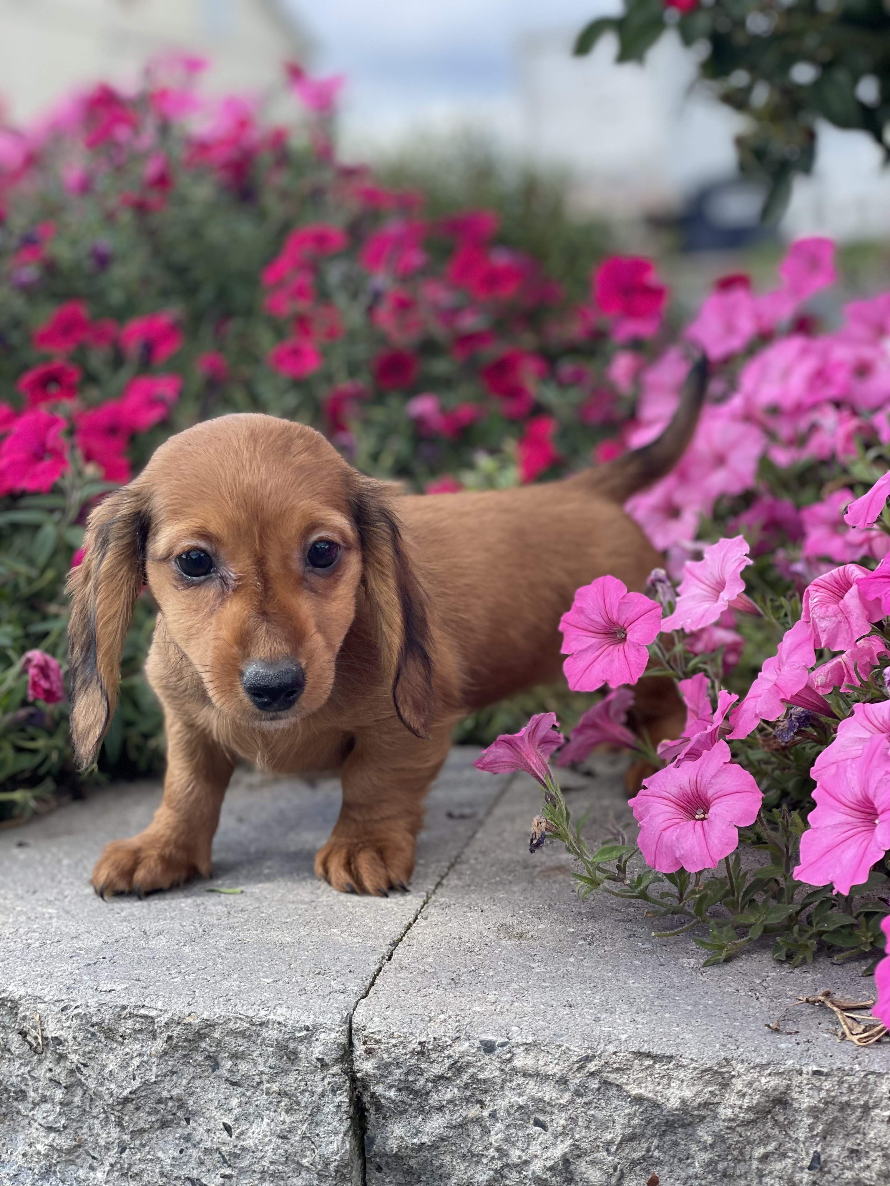 puppy, for, sale, Dachshund, Curtis  Martin, dog, breeder, Seneca Falls, NY, dog-breeder, puppy-for-sale, forsale, nearby, find, puppyfind, locator, puppylocator, aca