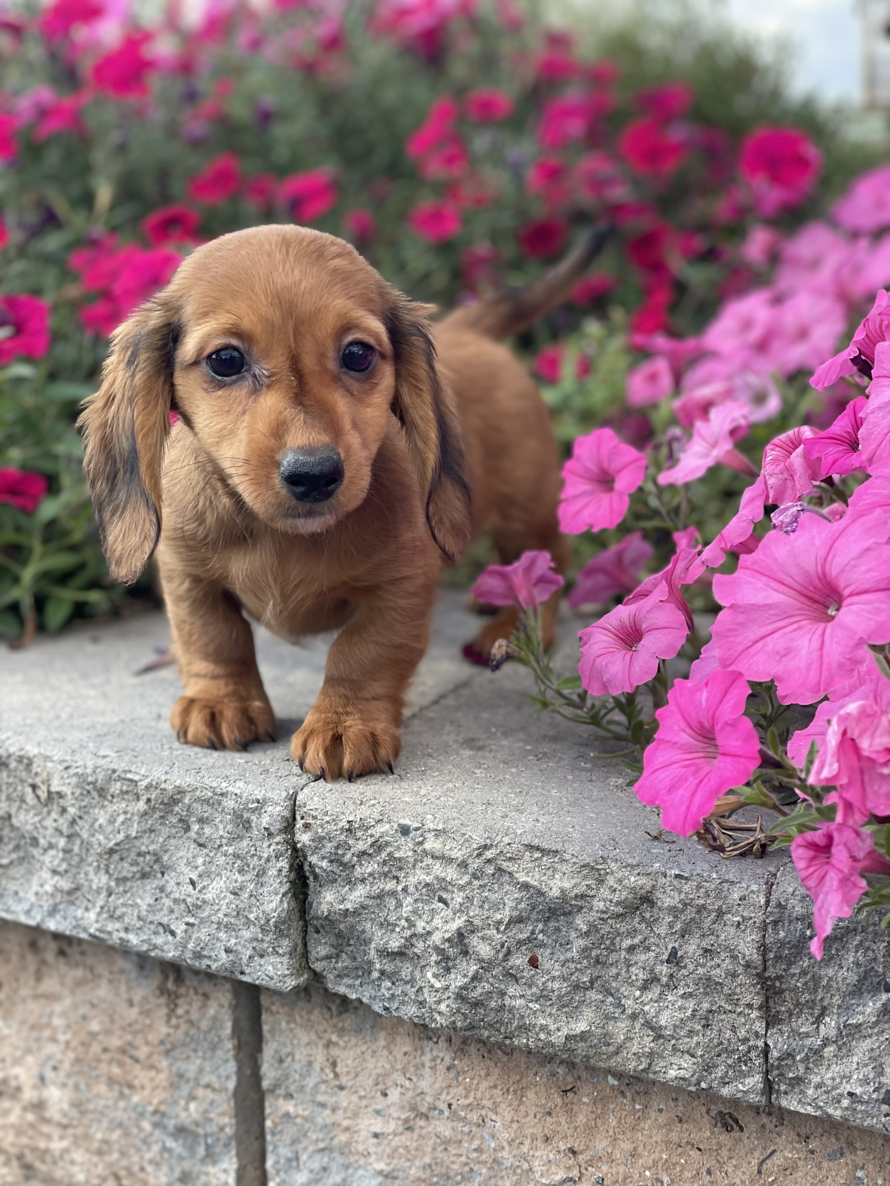 puppy, for, sale, Dachshund, Curtis  Martin, dog, breeder, Seneca Falls, NY, dog-breeder, puppy-for-sale, forsale, nearby, find, puppyfind, locator, puppylocator, aca